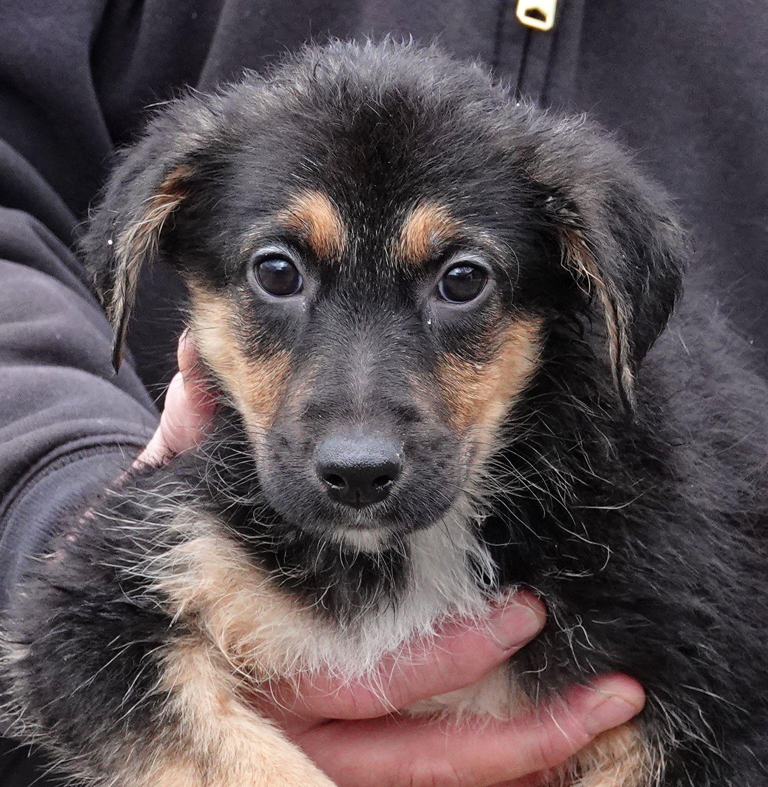 Paddy - ON MEDICAL HOLD, ADOPTABLE, Puppy Female German Shepherd Dog & English Shepherd.