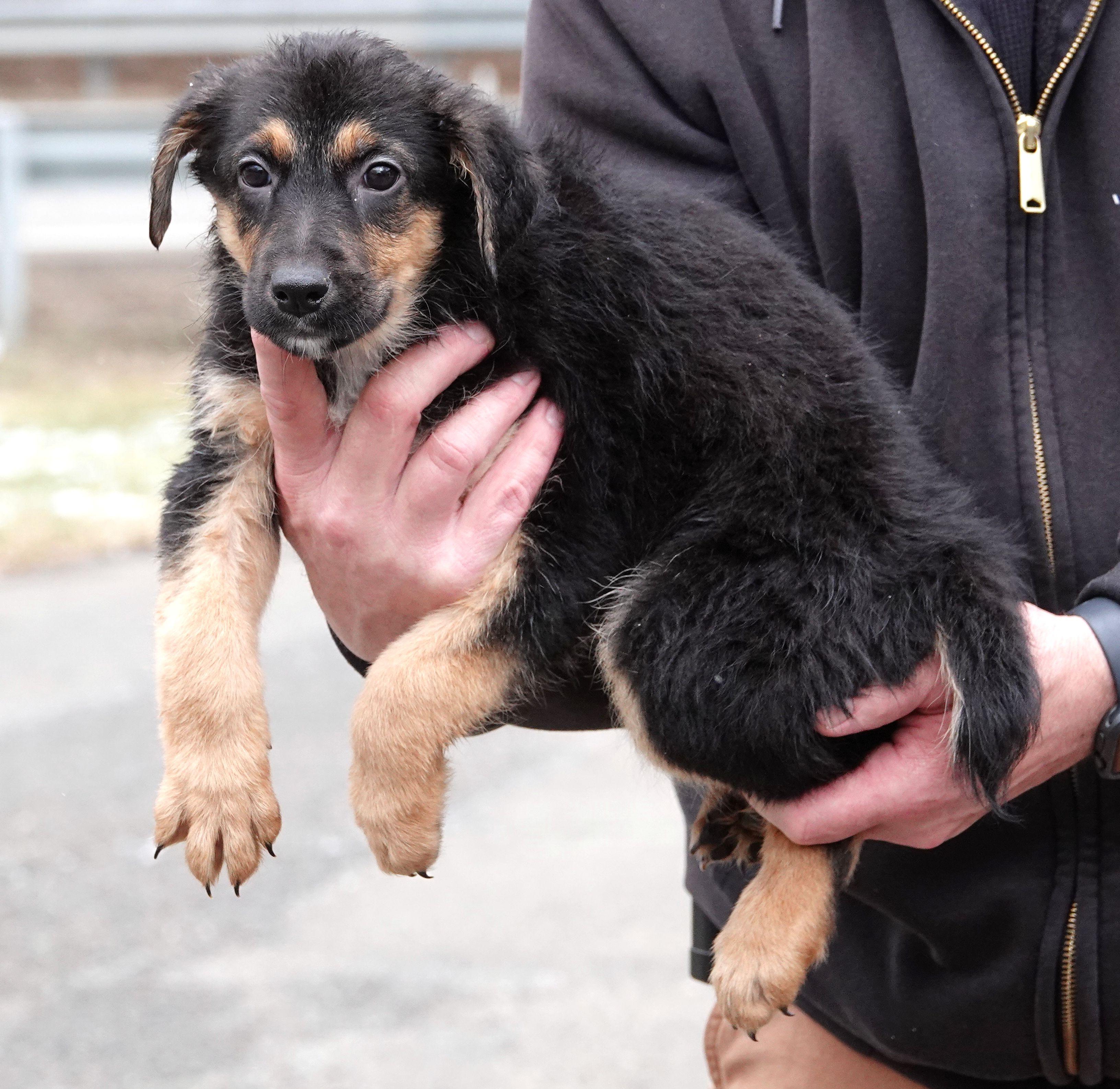 Enlarge Paddy - ON MEDICAL HOLD, a ADOPTABLE mixed breed in Millfield, OH image 3/3