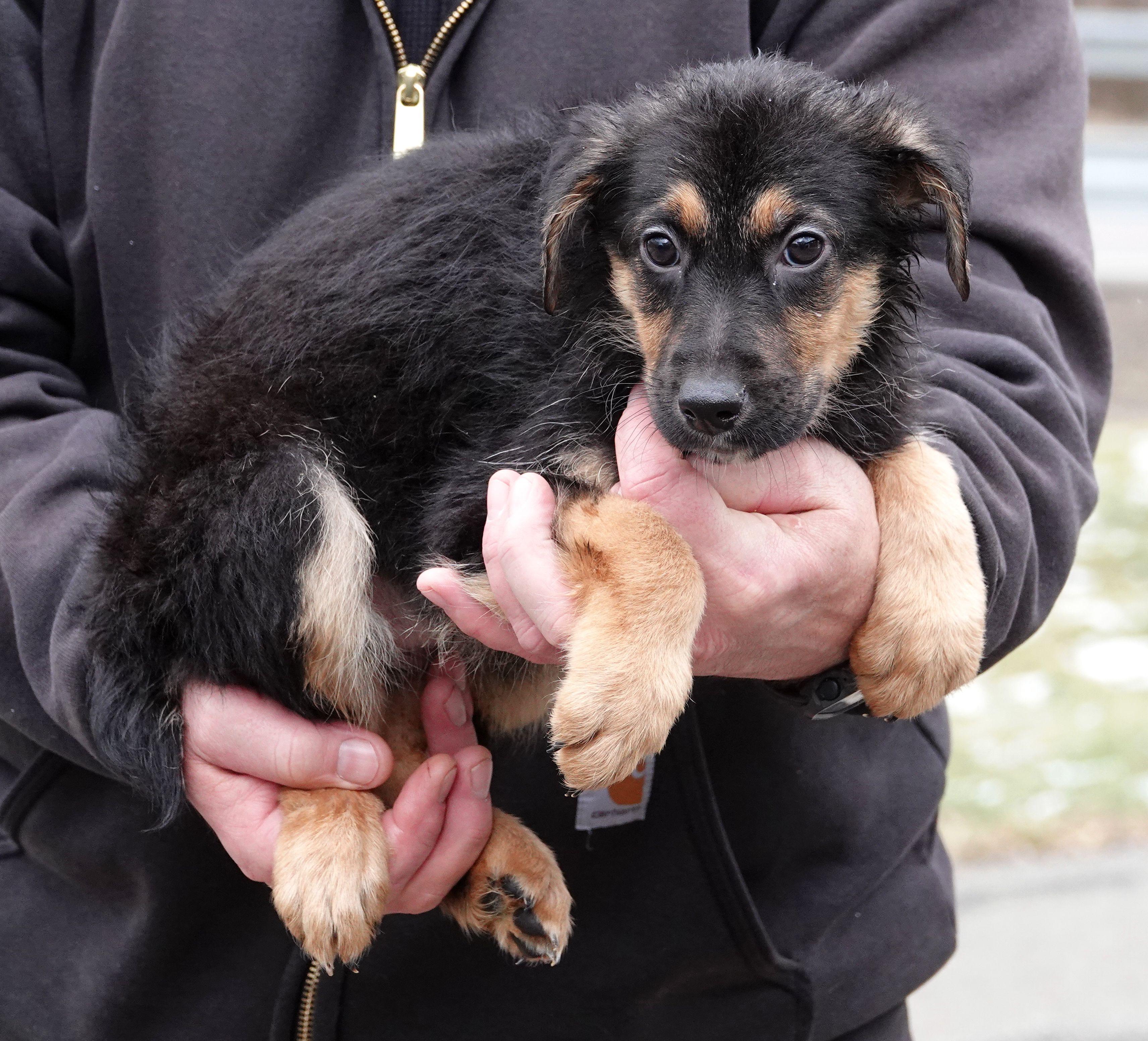 Enlarge Paddy - ON MEDICAL HOLD, a ADOPTABLE mixed breed in Millfield, OH image 2/3