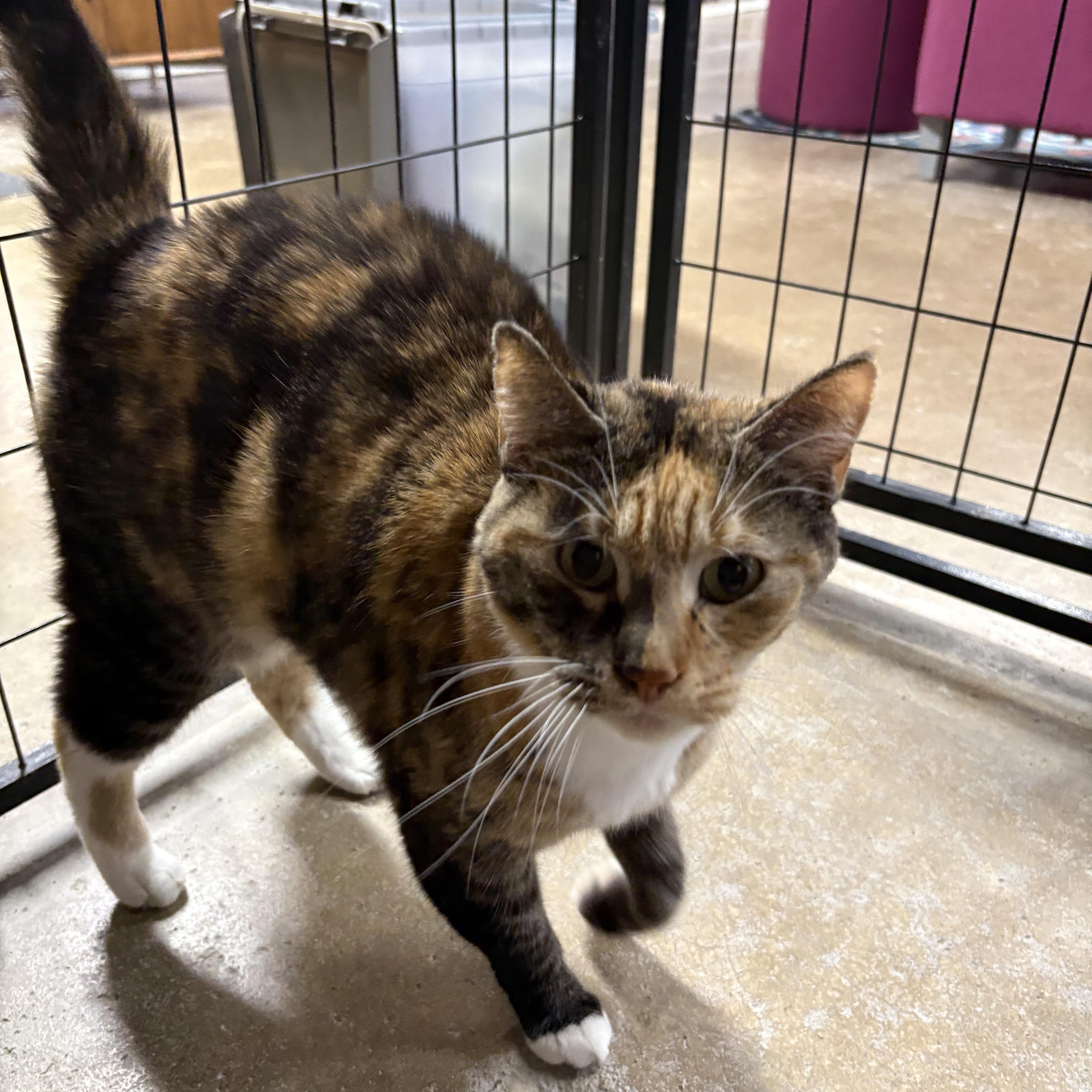 Macey, Adoptable, Senior Female Domestic Short Hair.
