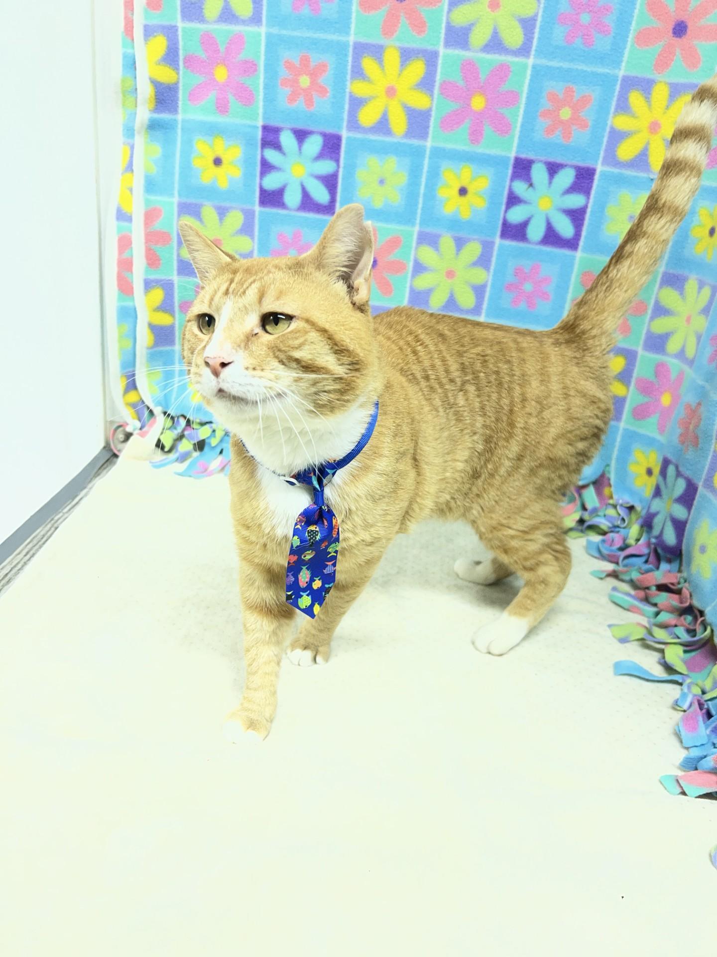 Enlarge Chimichanga, an adopted mixed breed in Upper Sandusky, OH image 2/3