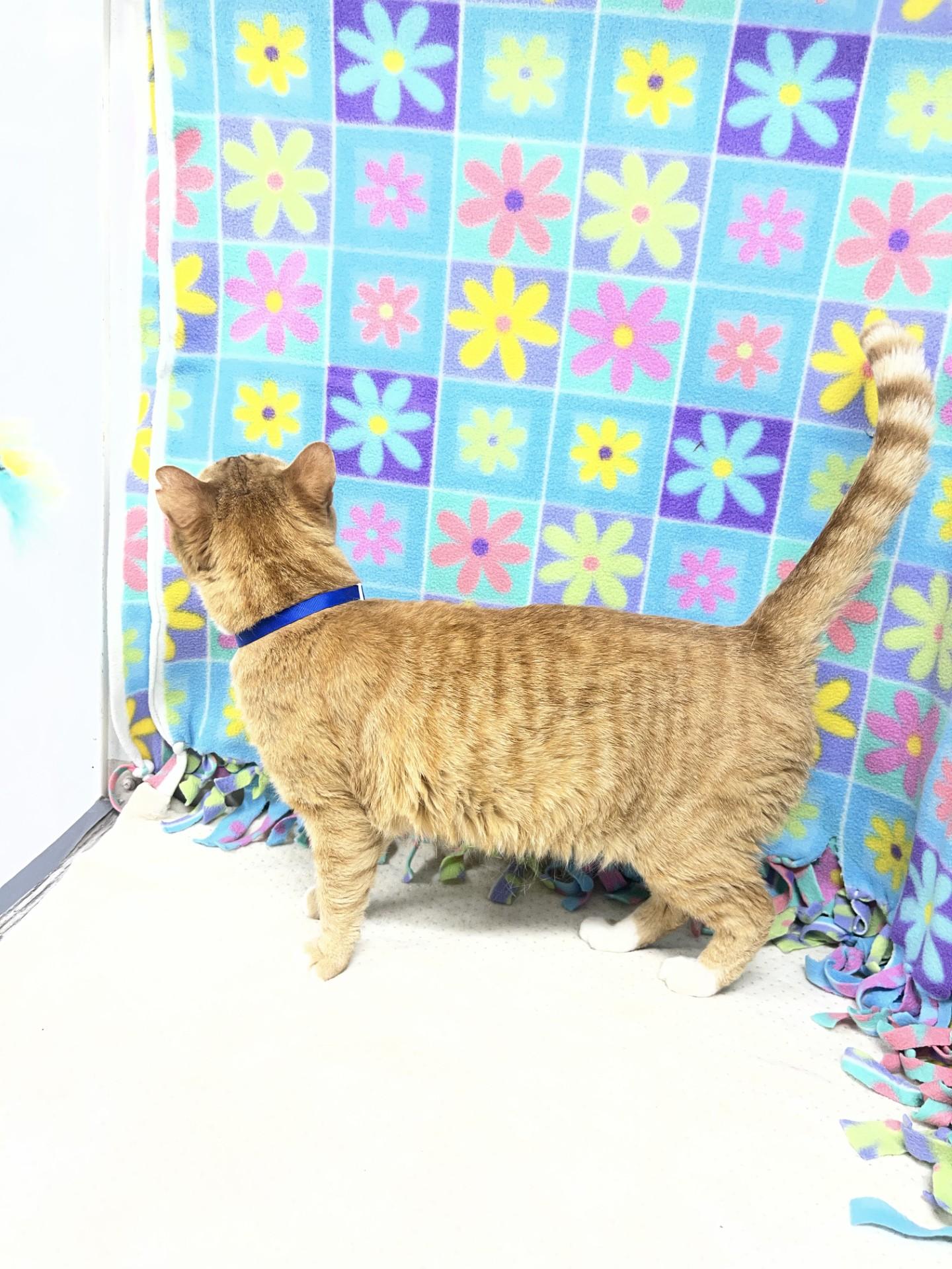 Enlarge Chimichanga, an adopted mixed breed in Upper Sandusky, OH image 3/3