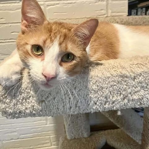 Hobbs, adopted, Young Male Domestic Short Hair & Tabby.