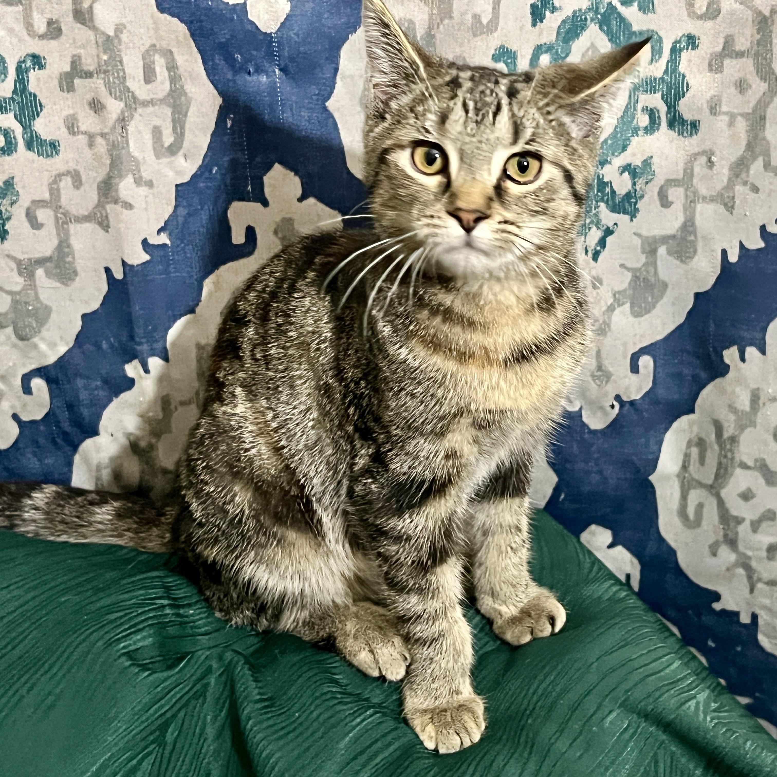 Emu, Adoptable, Young Female Domestic Short Hair.