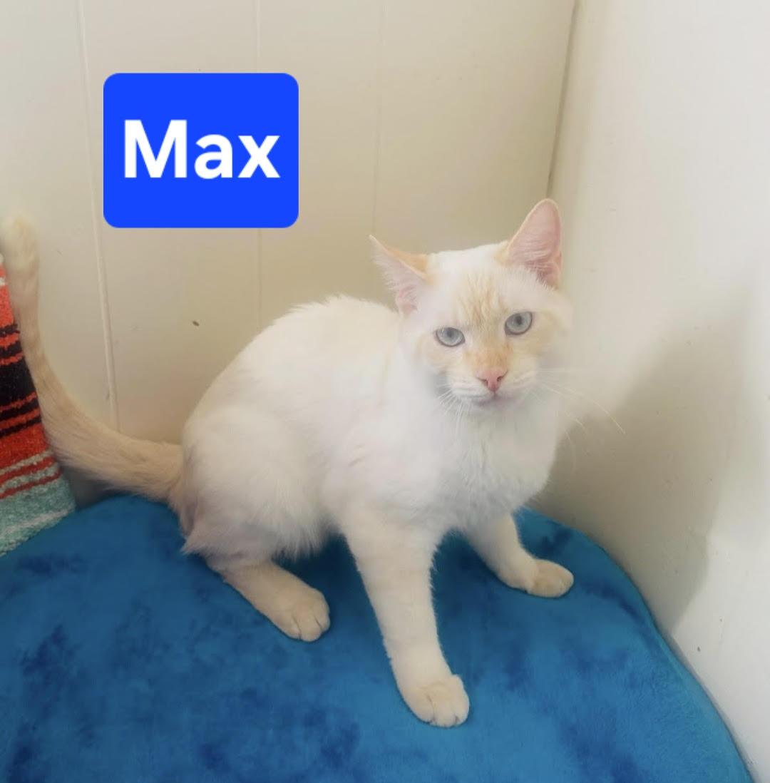 Max, Adoptable, Young Male Siamese.