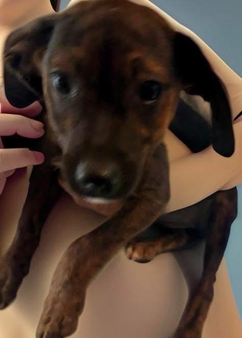 Butter, a ADOPTABLE mixed breed in Woodbury, NJ image 3/5