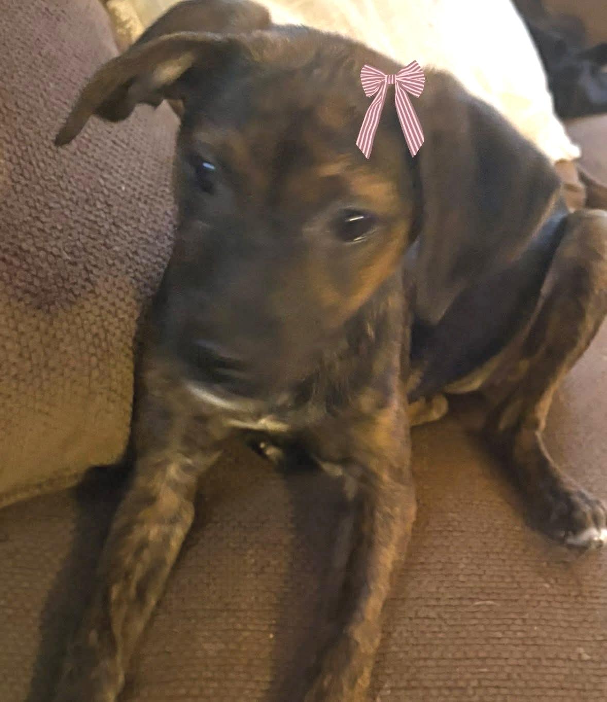 Butter, a ADOPTABLE mixed breed in Woodbury, NJ image 5/5
