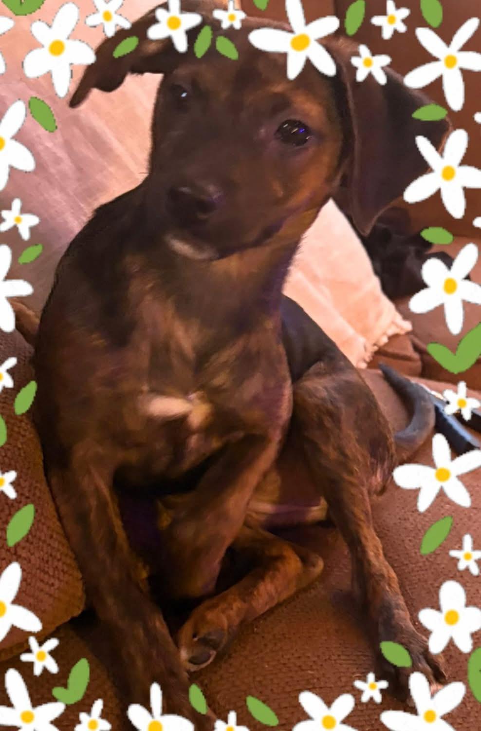 Butter, a ADOPTABLE mixed breed in Woodbury, NJ image 4/5
