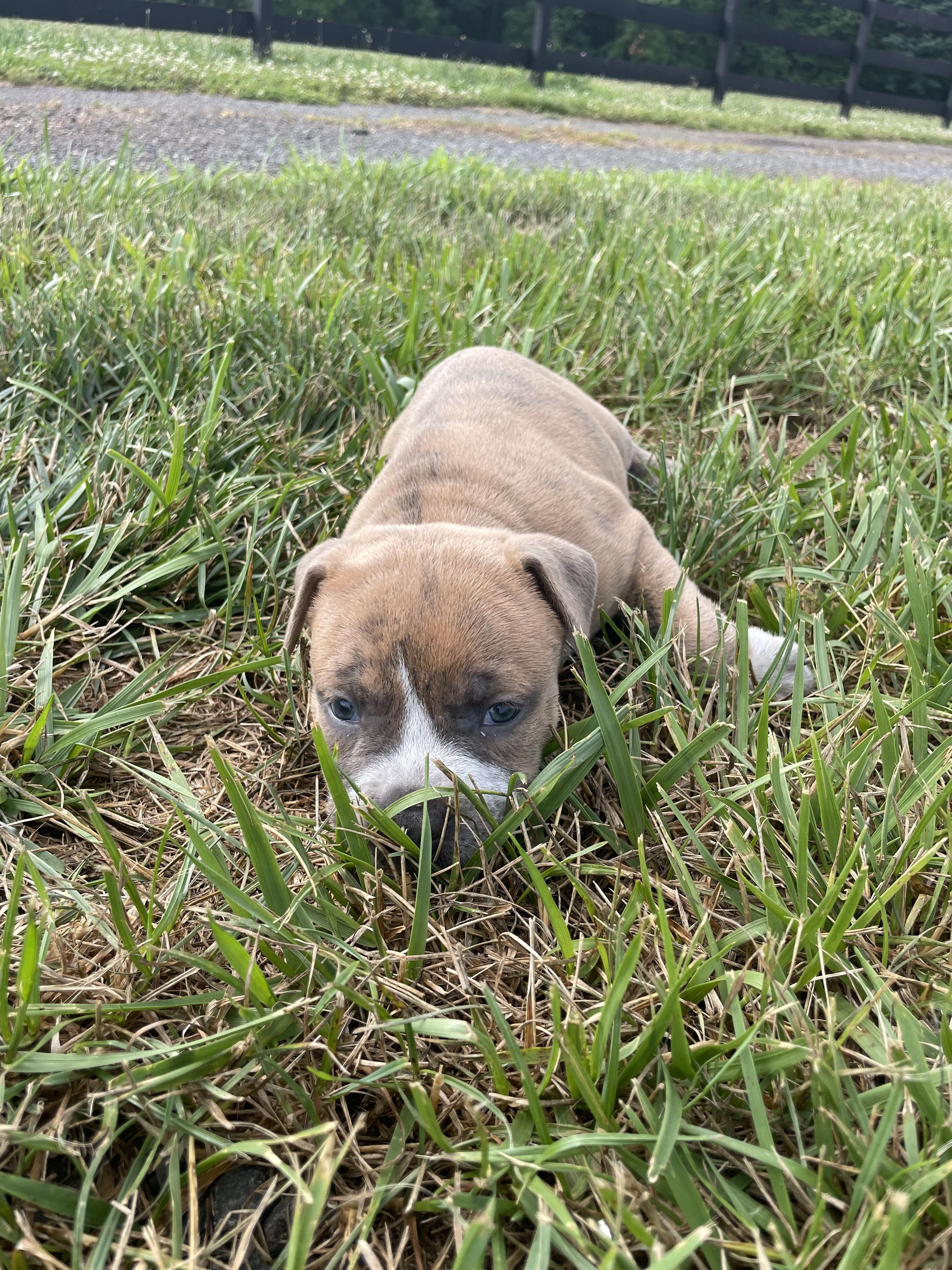 MAC, an adopted mixed breed in Hamilton, NJ image 6/6