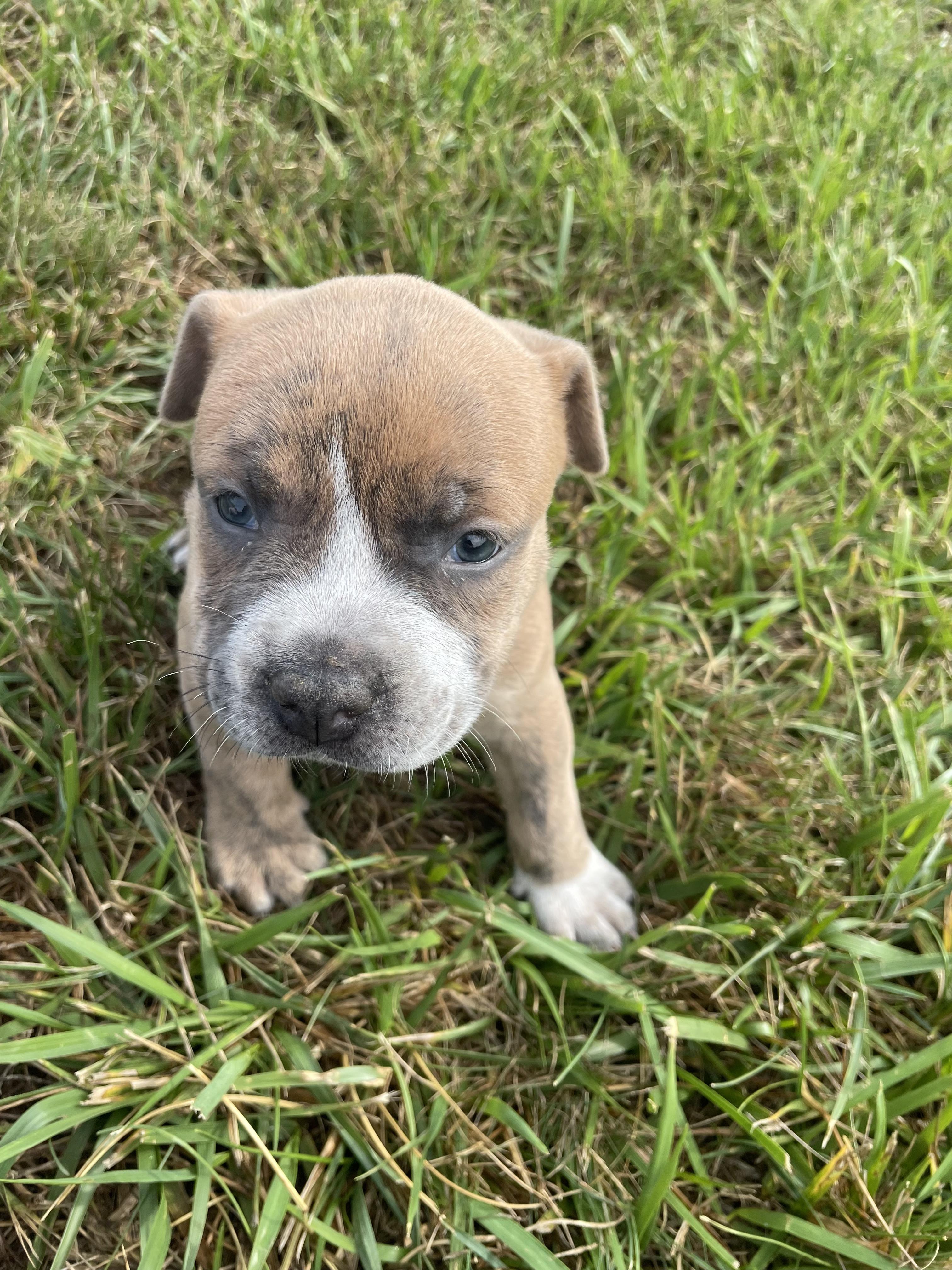 MAC, an adopted mixed breed in Hamilton, NJ image 3/6