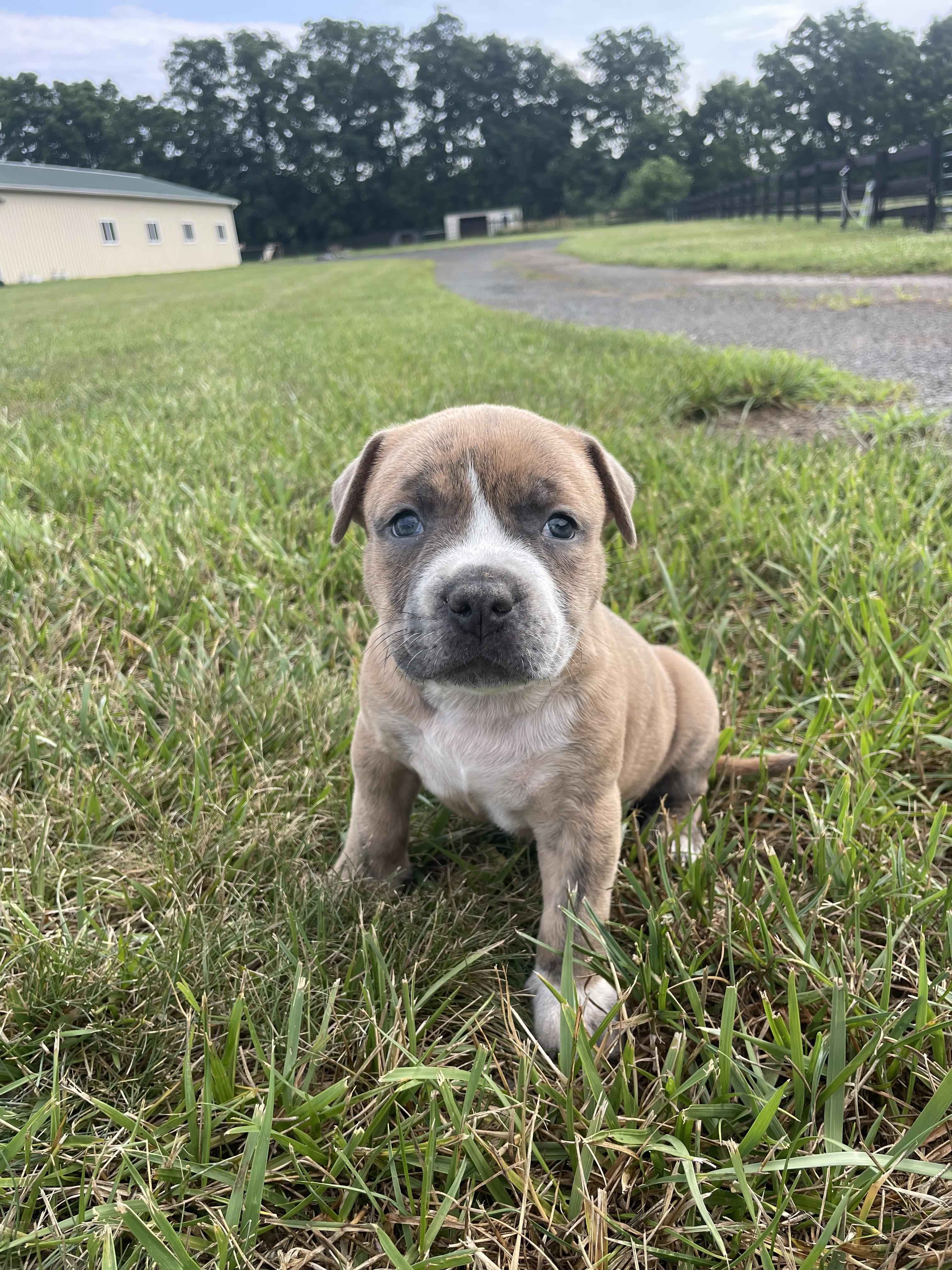 MAC, adopted, Puppy Male Pit Bull Terrier.