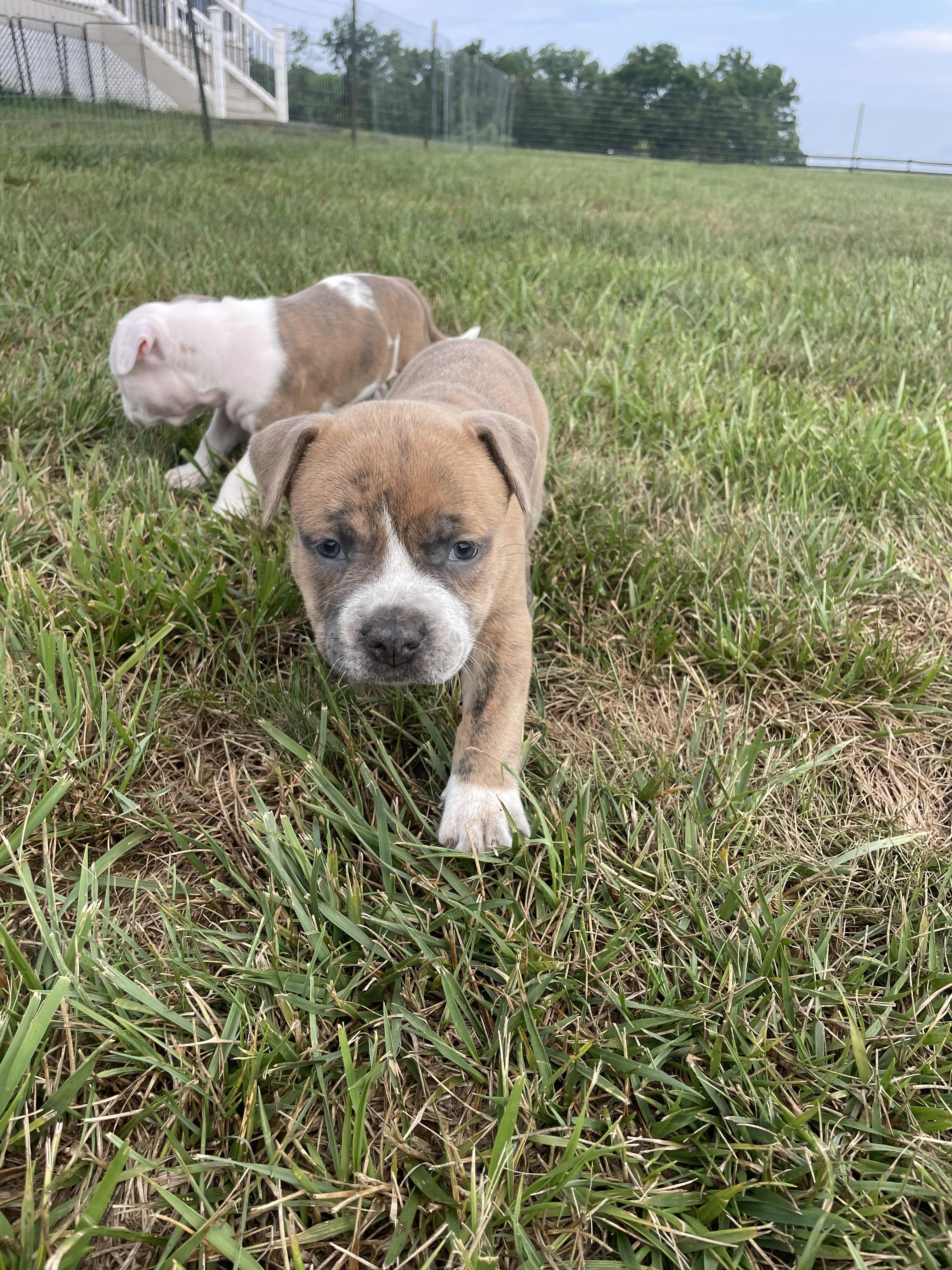 MAC, an adopted mixed breed in Hamilton, NJ image 5/6