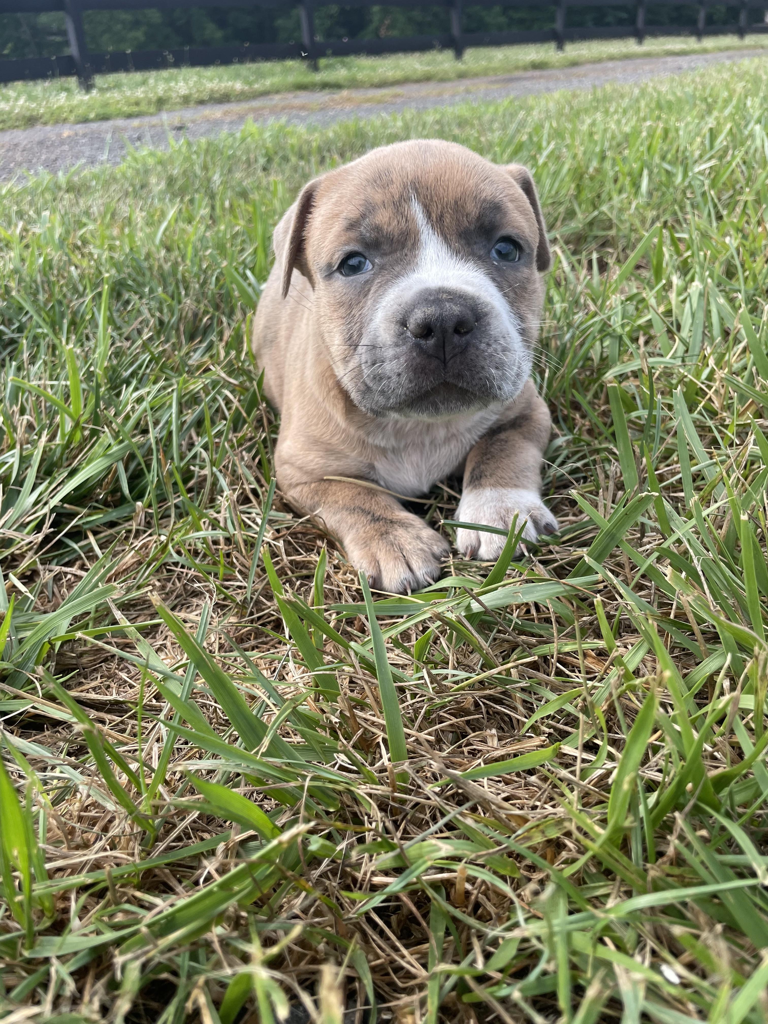 MAC, an adopted mixed breed in Hamilton, NJ image 2/6