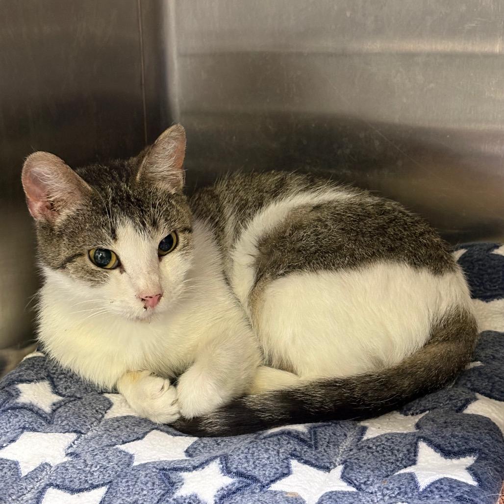 Cali, Adoptable, Adult Female Domestic Short Hair.