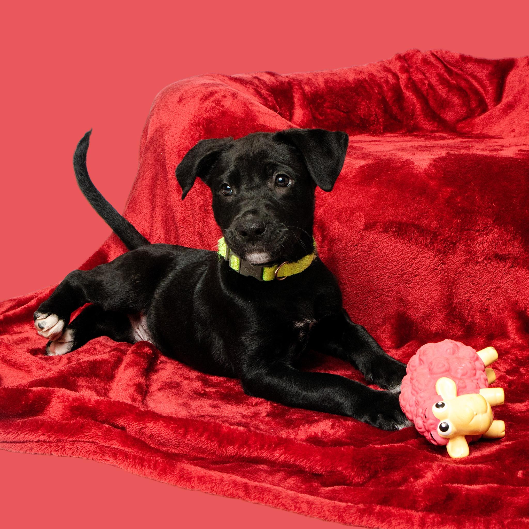 Enlarge Jasper, an adopted mixed breed in Grand Forks, ND image 2/2