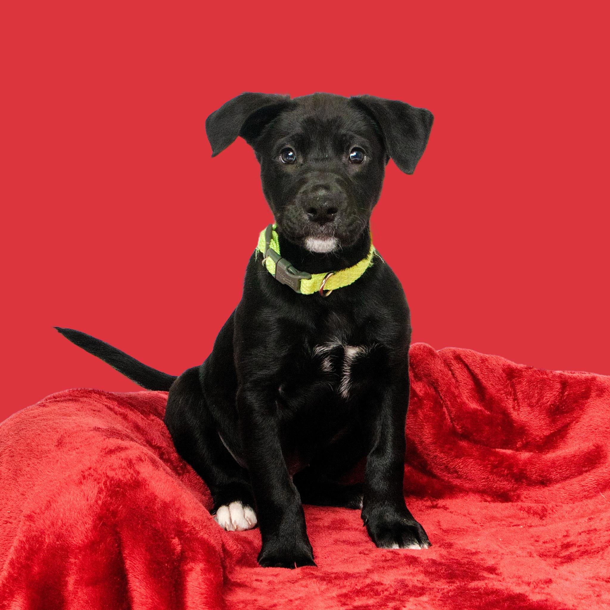 Enlarge Jasper, an adopted mixed breed in Grand Forks, ND image 1/2