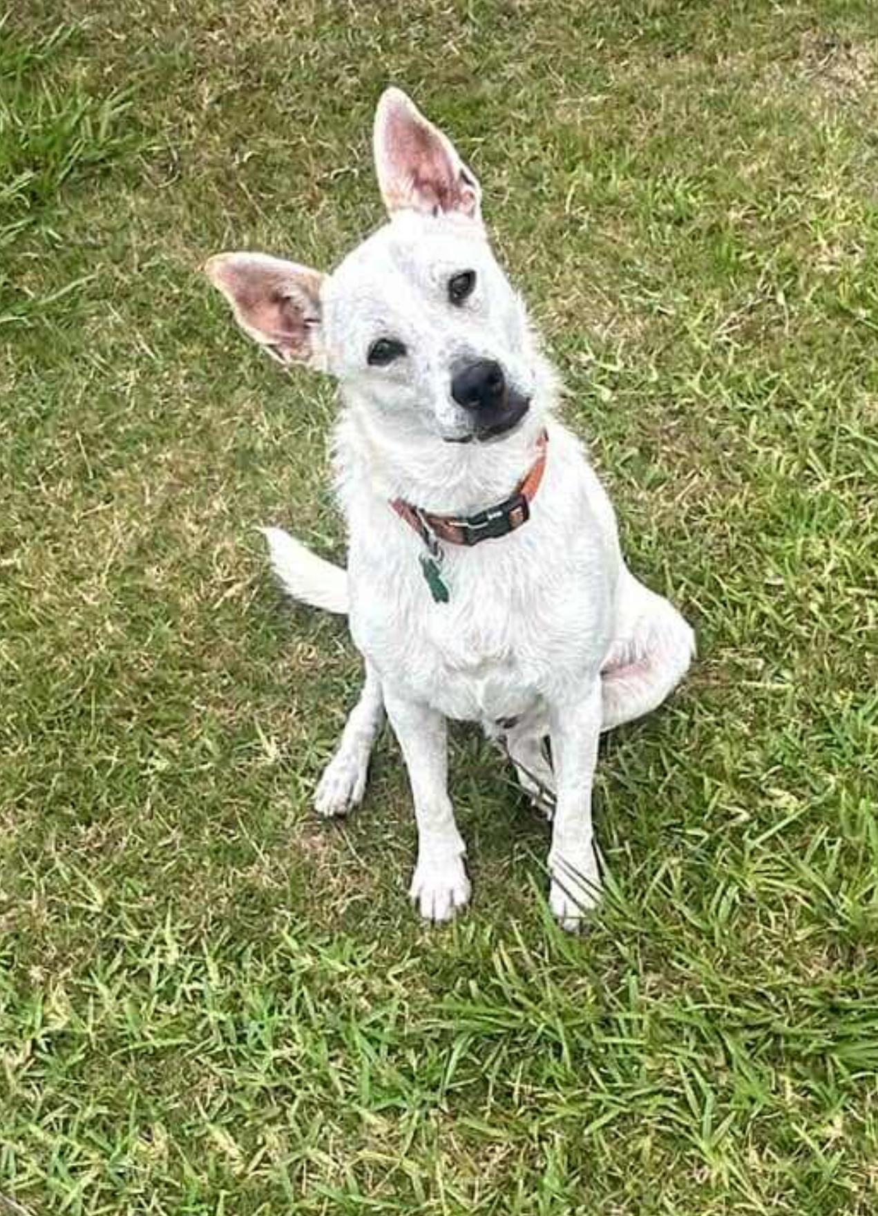 Beasley, Young Male Australian Cattle Dog / Blue Heeler