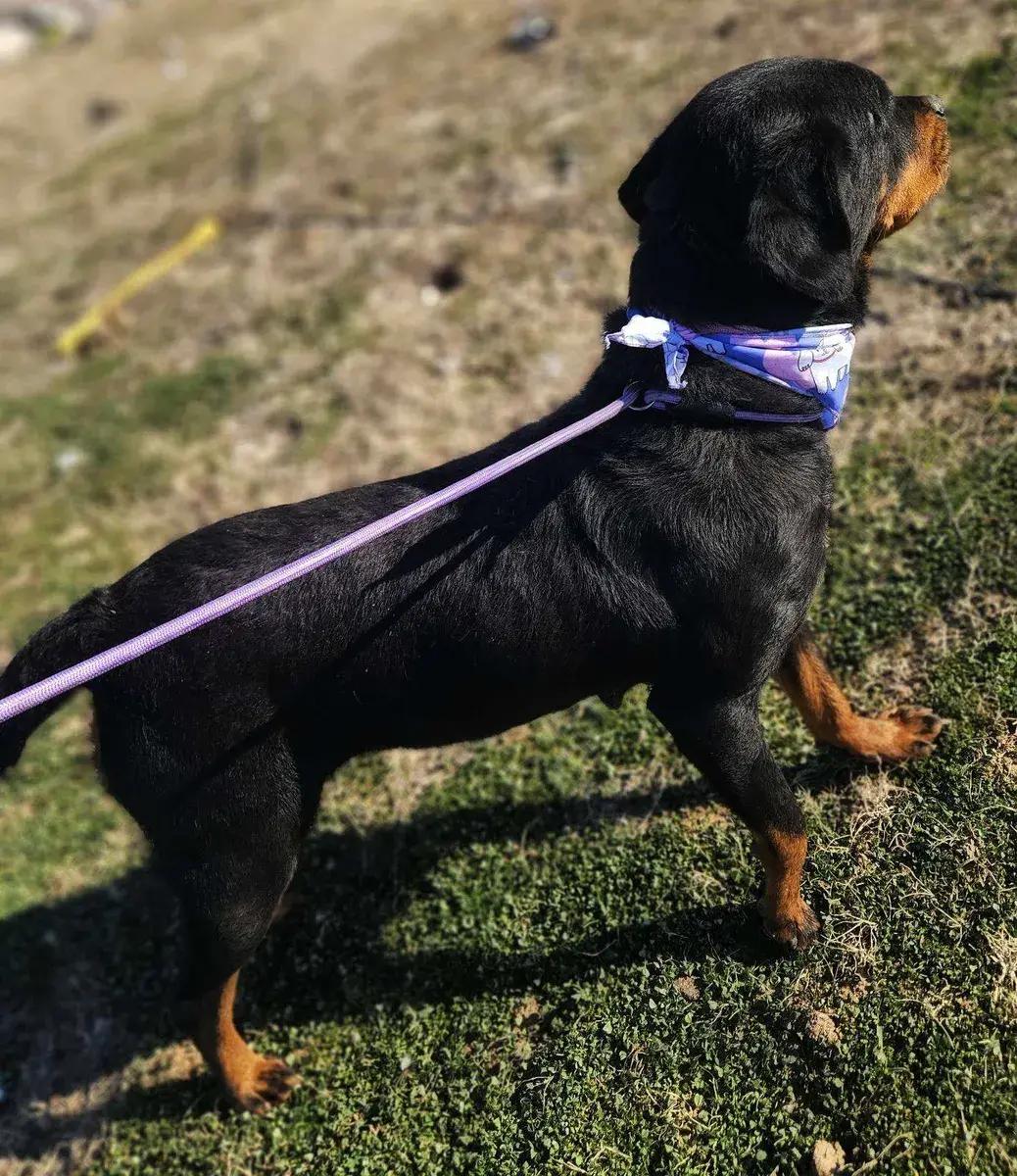 Enlarge Opal, a ADOPTABLE Rottweiler in Polk, OH image 2/4