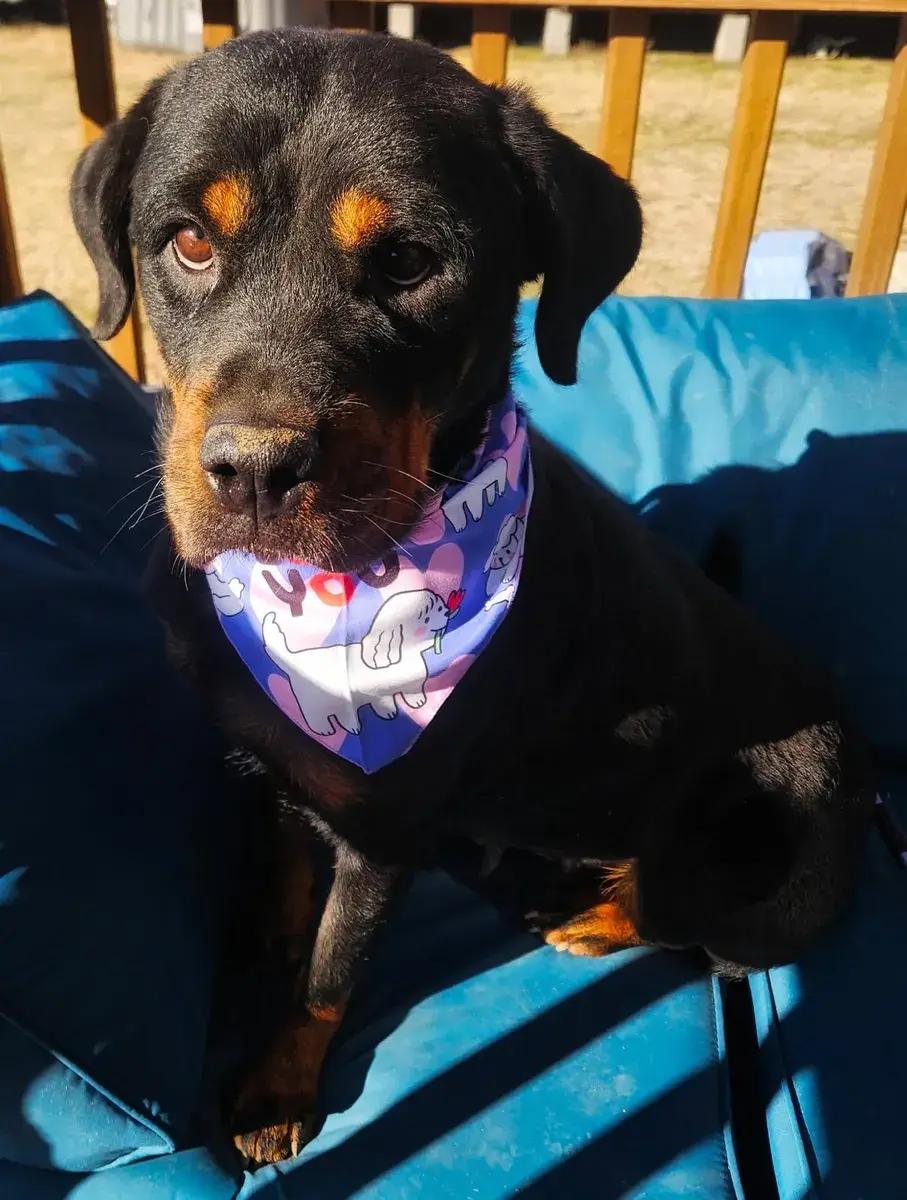 Enlarge Opal, a ADOPTABLE Rottweiler in Polk, OH image 4/4