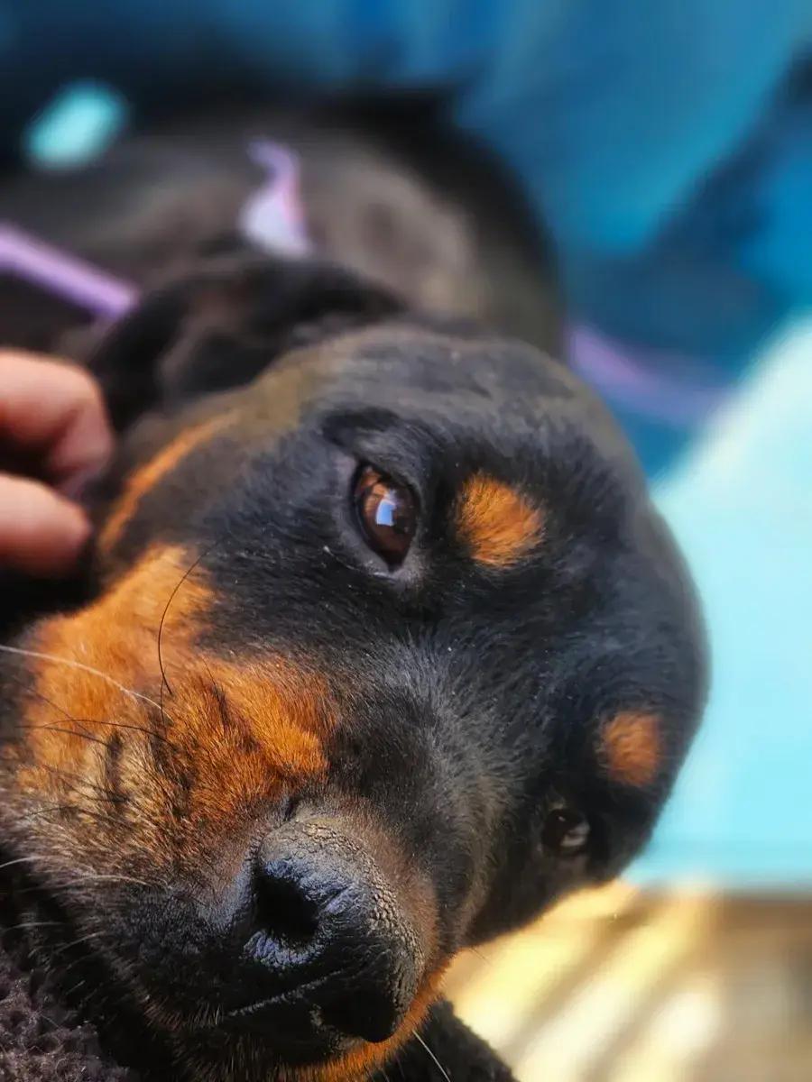 Enlarge Opal, a ADOPTABLE Rottweiler in Polk, OH image 3/4