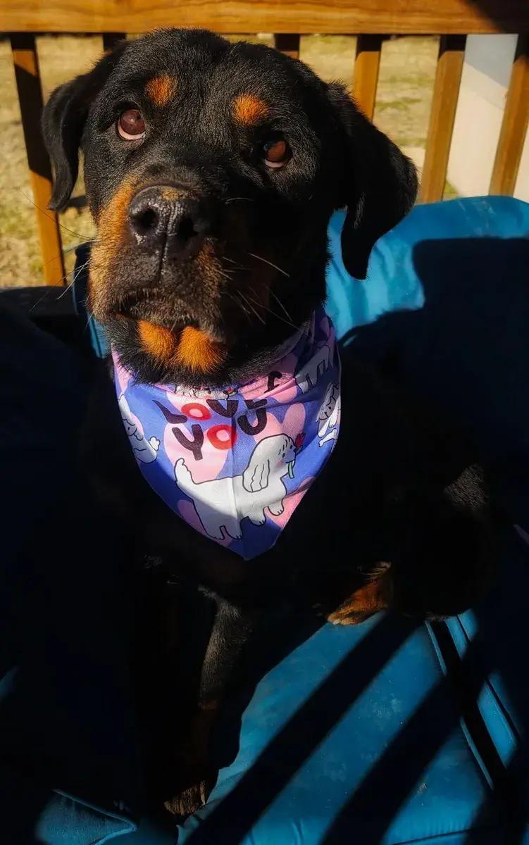 Opal, ADOPTABLE, Senior Female Rottweiler.