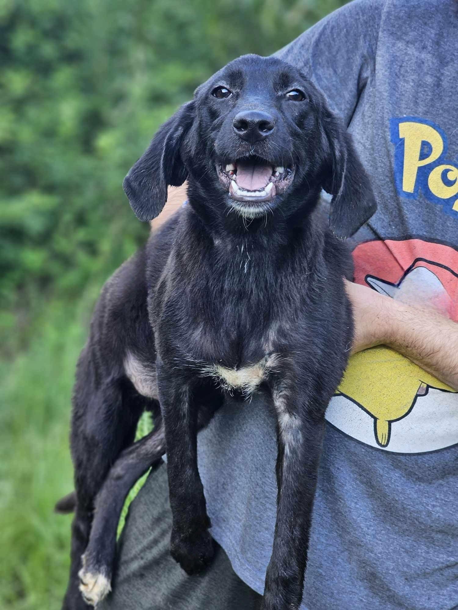 Assam, a Adoptable mixed breed in Fort Payne, AL image 1/3