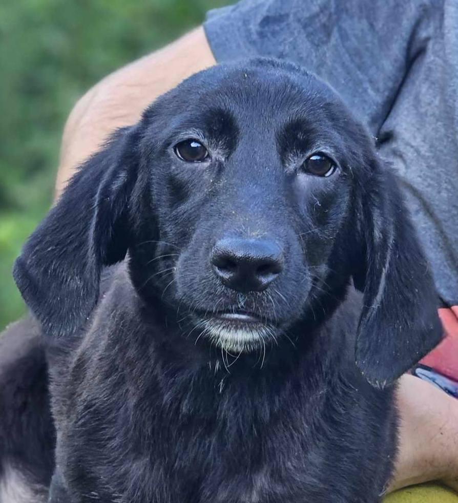 Assam, a Adoptable mixed breed in Fort Payne, AL image 2/3