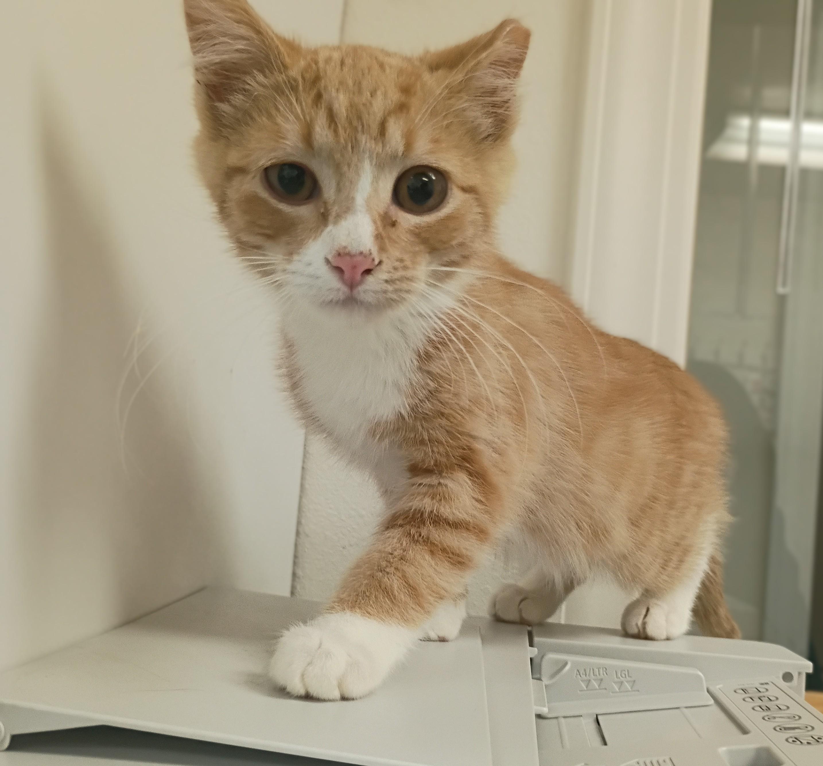 Tango, an adoptable Domestic Short Hair in Pocatello, ID image 1/2