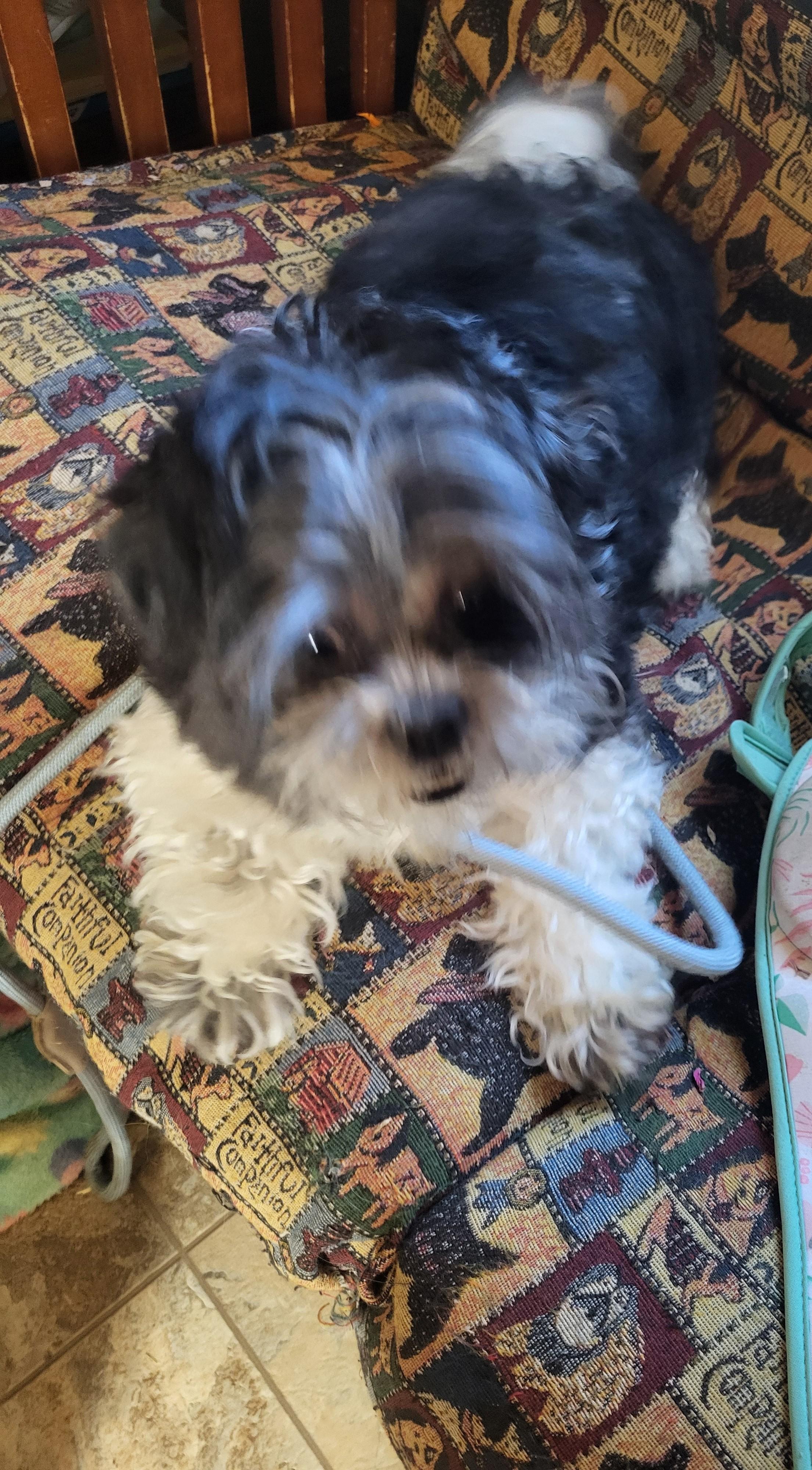 Enlarge Princess, a Adoptable mixed breed in Hagerstown, MD image 2/4