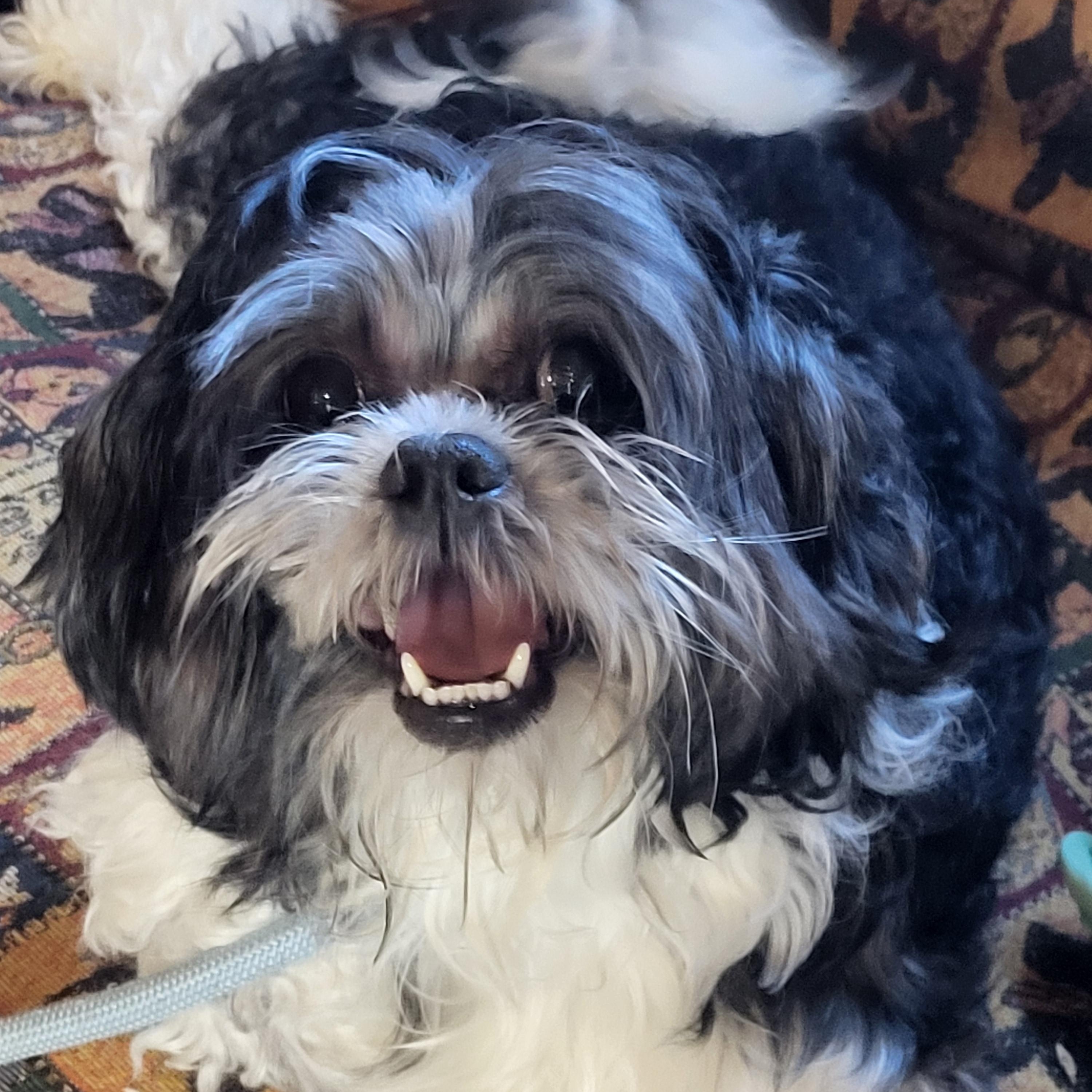 Enlarge Princess, a Adoptable mixed breed in Hagerstown, MD image 1/4