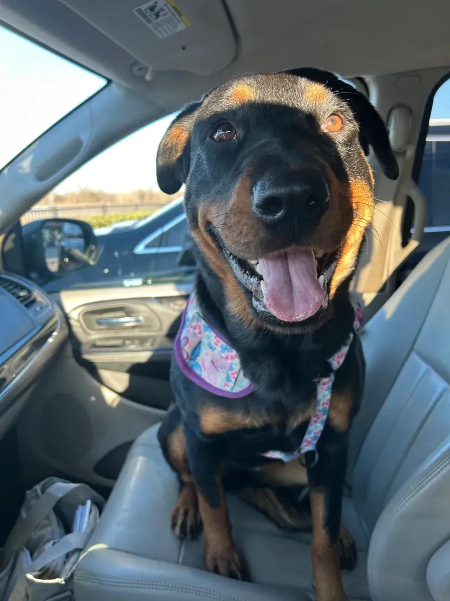 Elodie, a ADOPTABLE Rottweiler in Polk, OH image 3/4