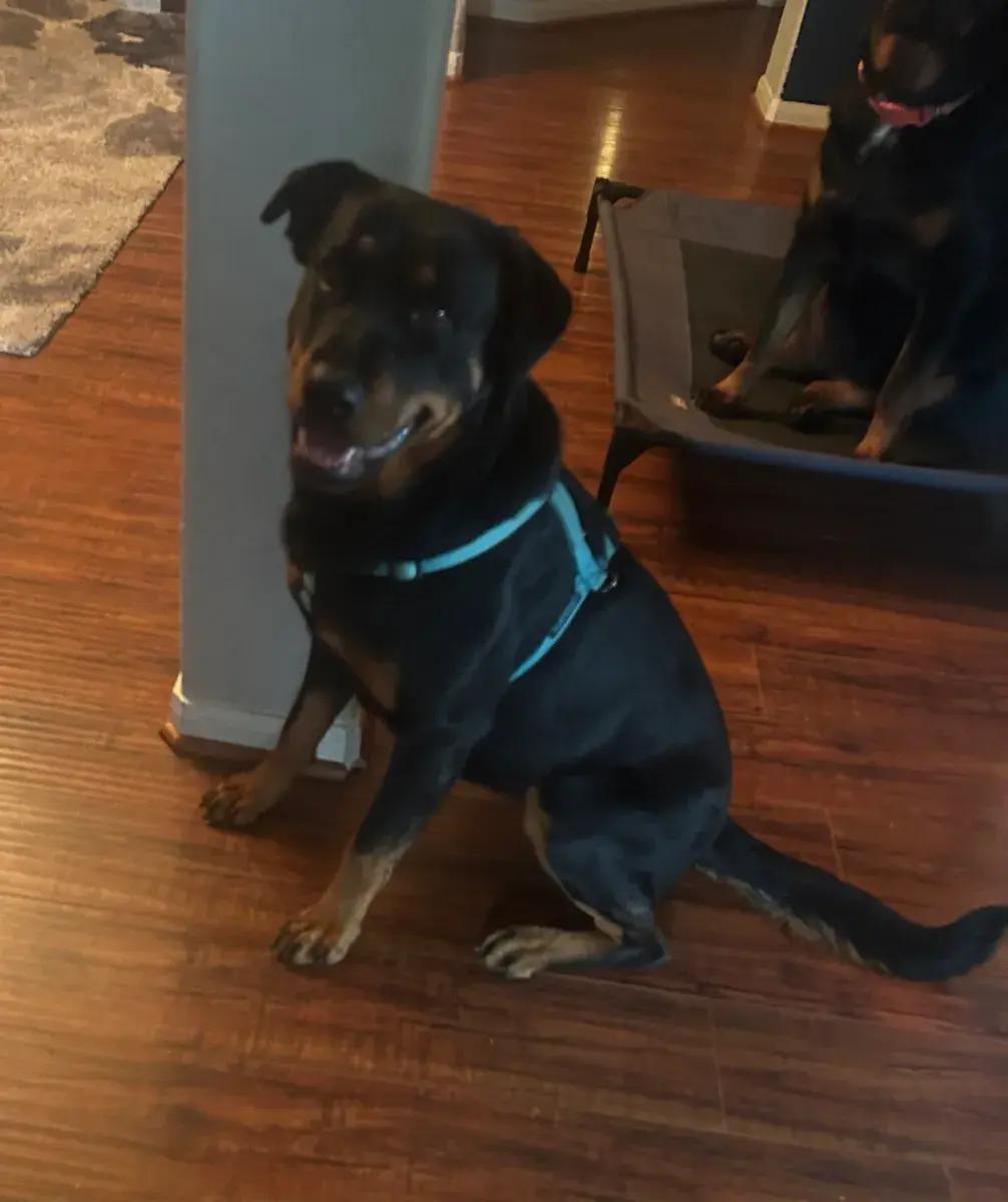 Elodie, a ADOPTABLE Rottweiler in Polk, OH image 2/4