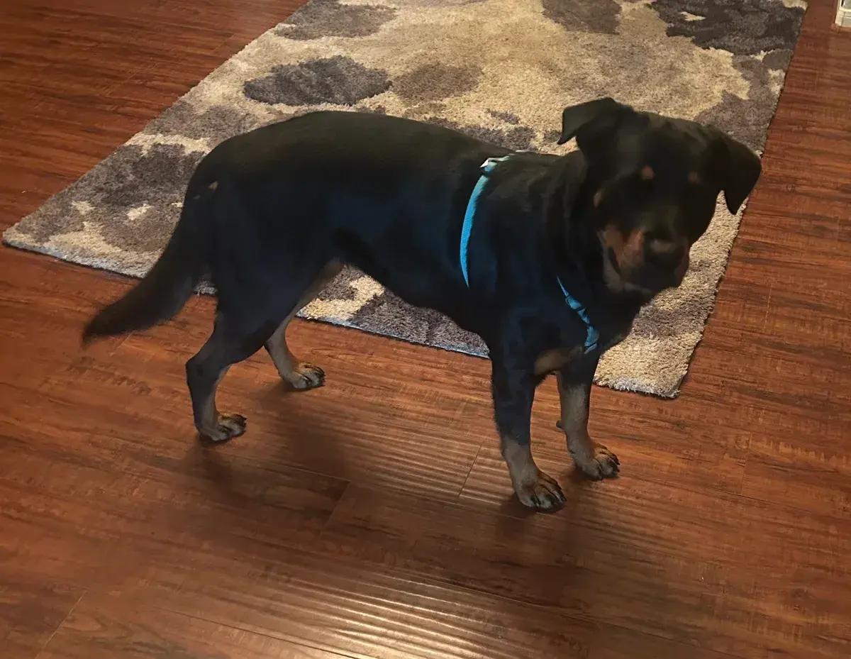 Elodie, a ADOPTABLE Rottweiler in Polk, OH image 4/4