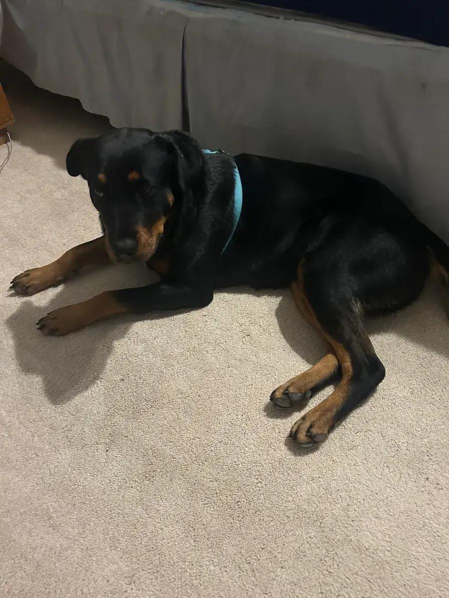Elodie, a ADOPTABLE Rottweiler in Polk, OH image 1/4