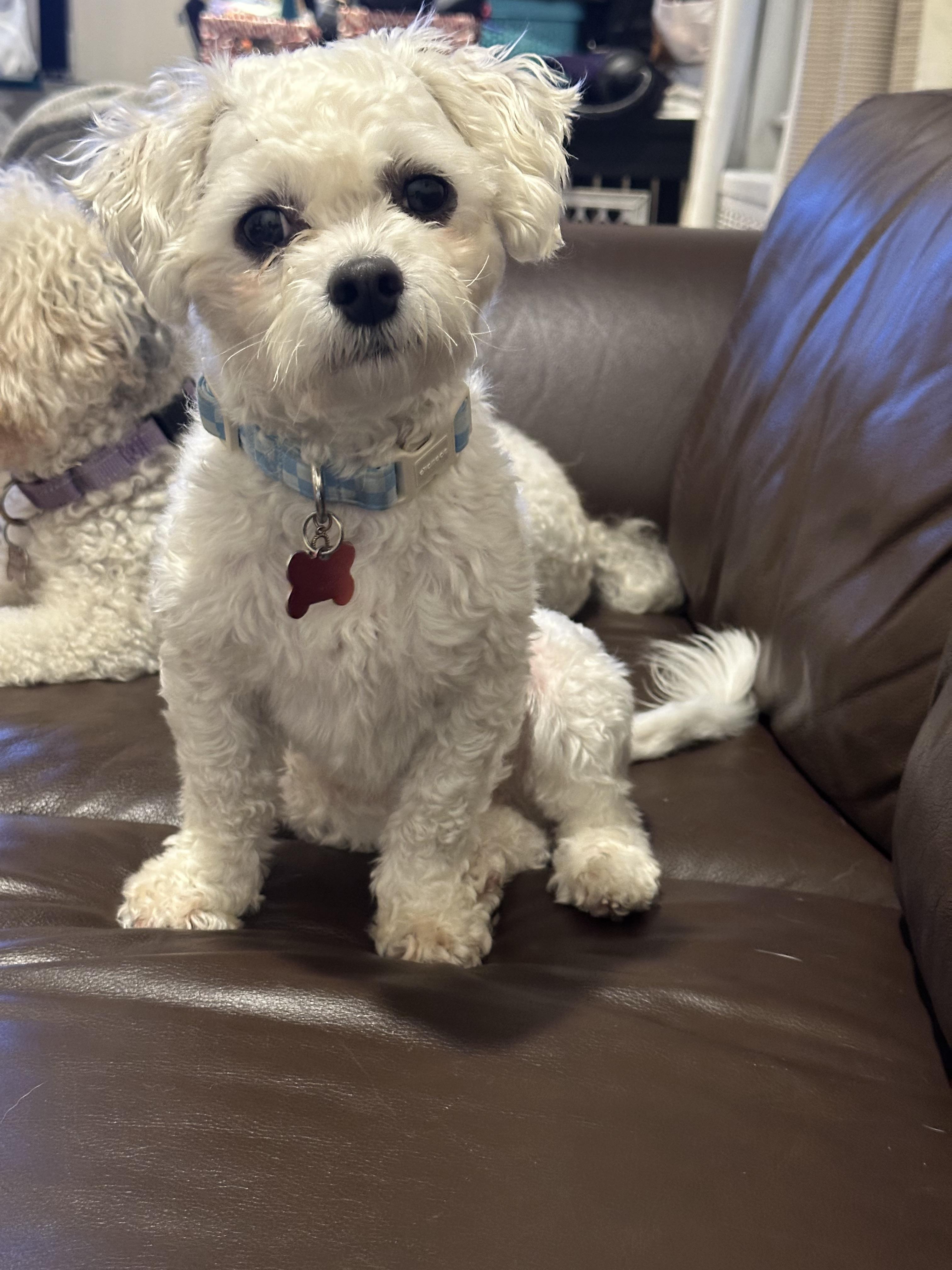 Canoli, Adopted, Young Male Poodle (Toy).
