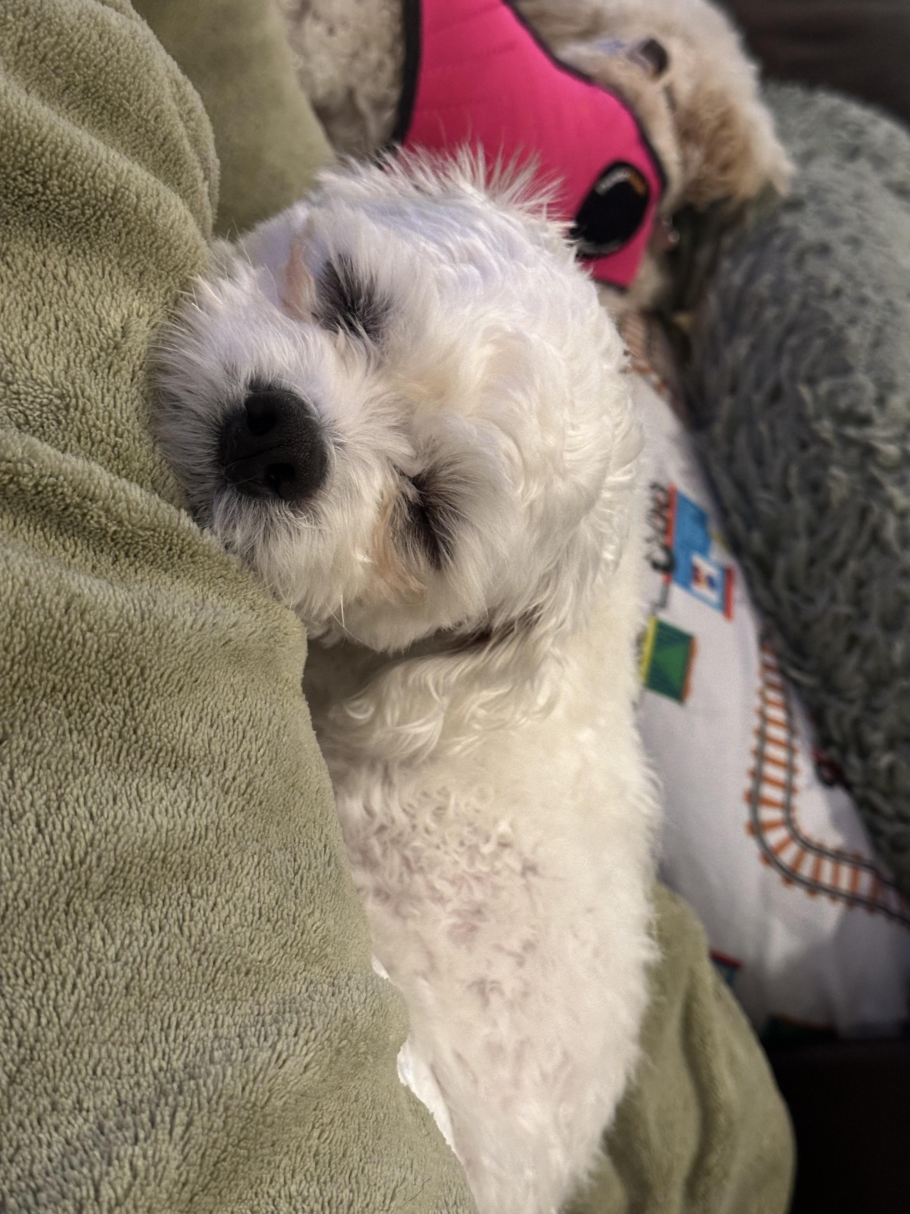Enlarge Canoli, a Adopted mixed breed in Fresh Meadows, NY image 2/6
