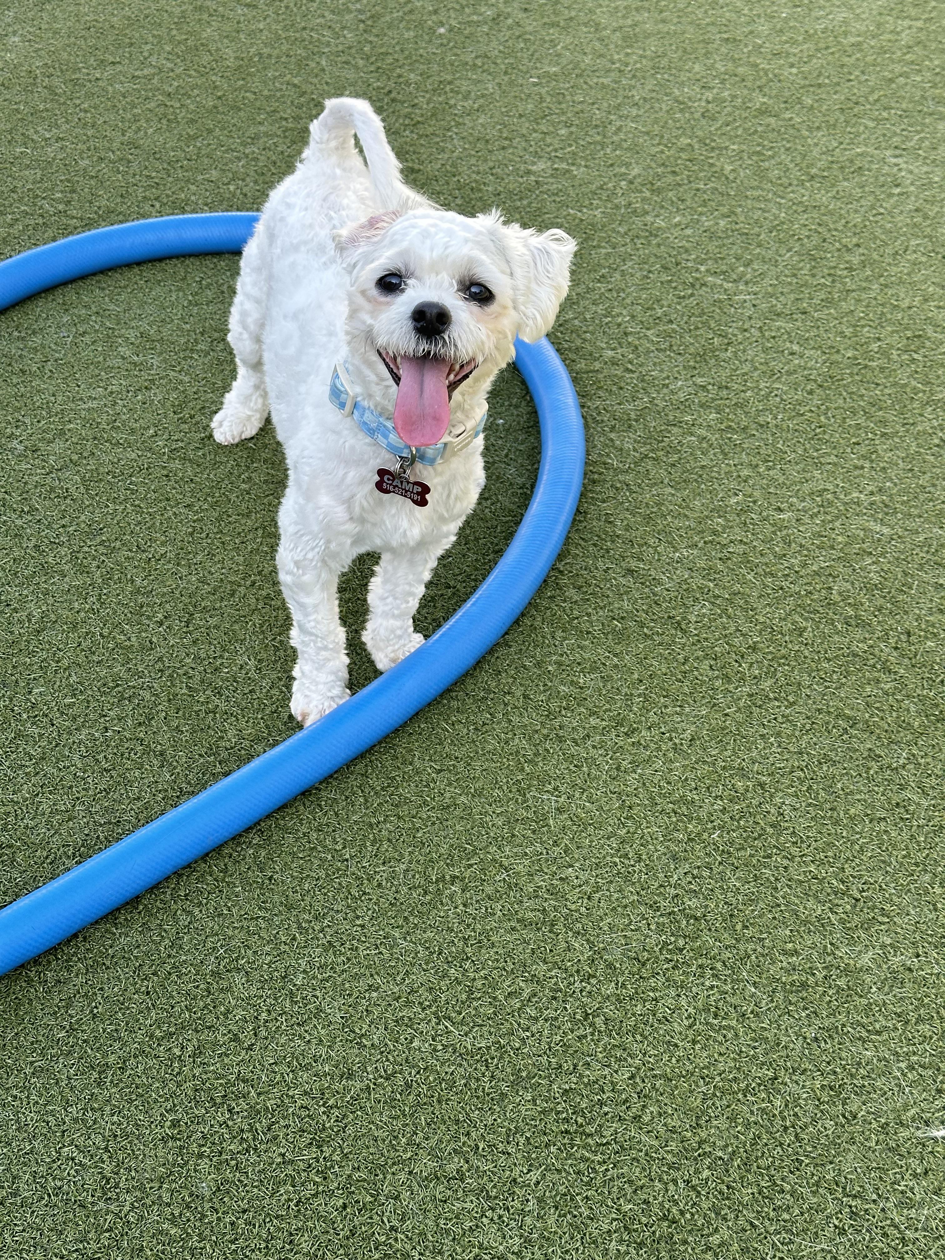 Enlarge Canoli, a Adopted mixed breed in Fresh Meadows, NY image 3/6