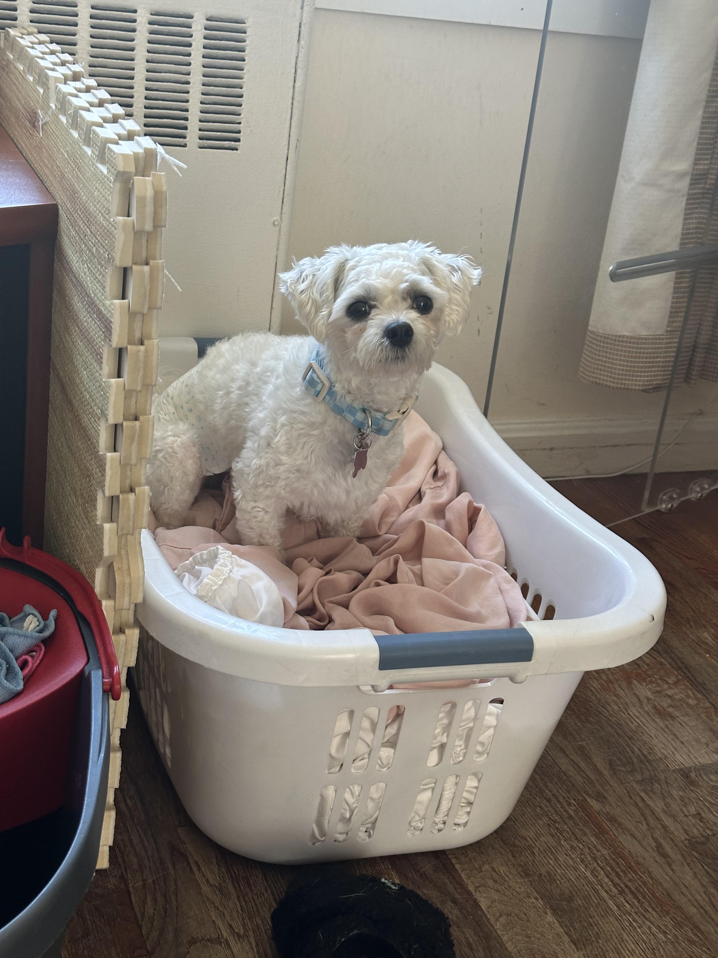 Enlarge Canoli, a Adopted mixed breed in Fresh Meadows, NY image 4/6