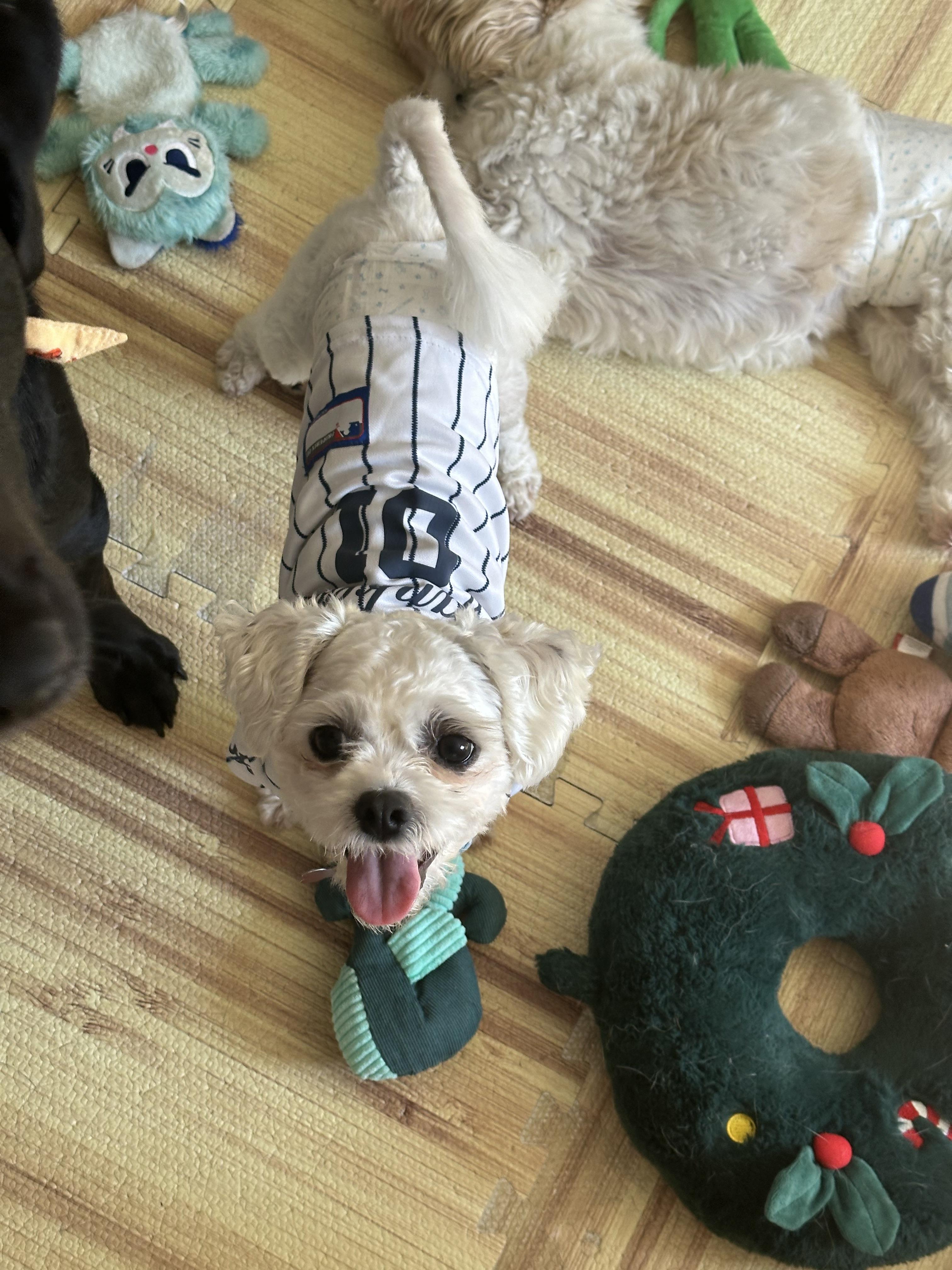 Enlarge Canoli, a Adopted mixed breed in Fresh Meadows, NY image 5/6