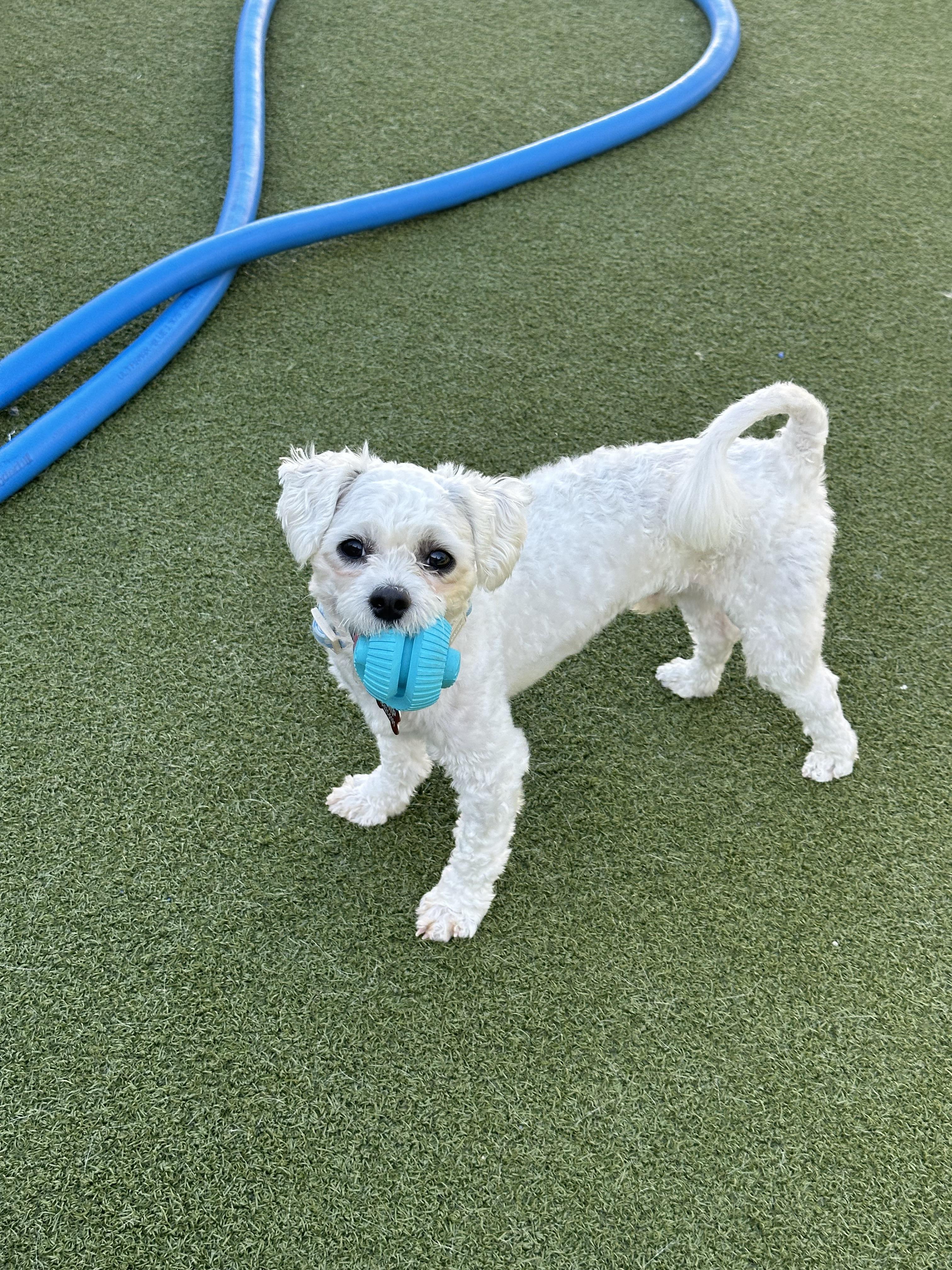 Canoli, Adopted, Young Male Poodle (Toy).