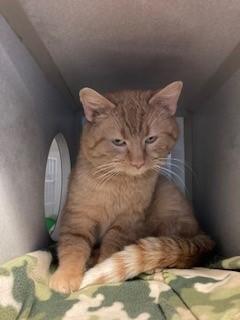Enlarge Simon, a ADOPTABLE Domestic Short Hair in Mason City, IA image 2/3