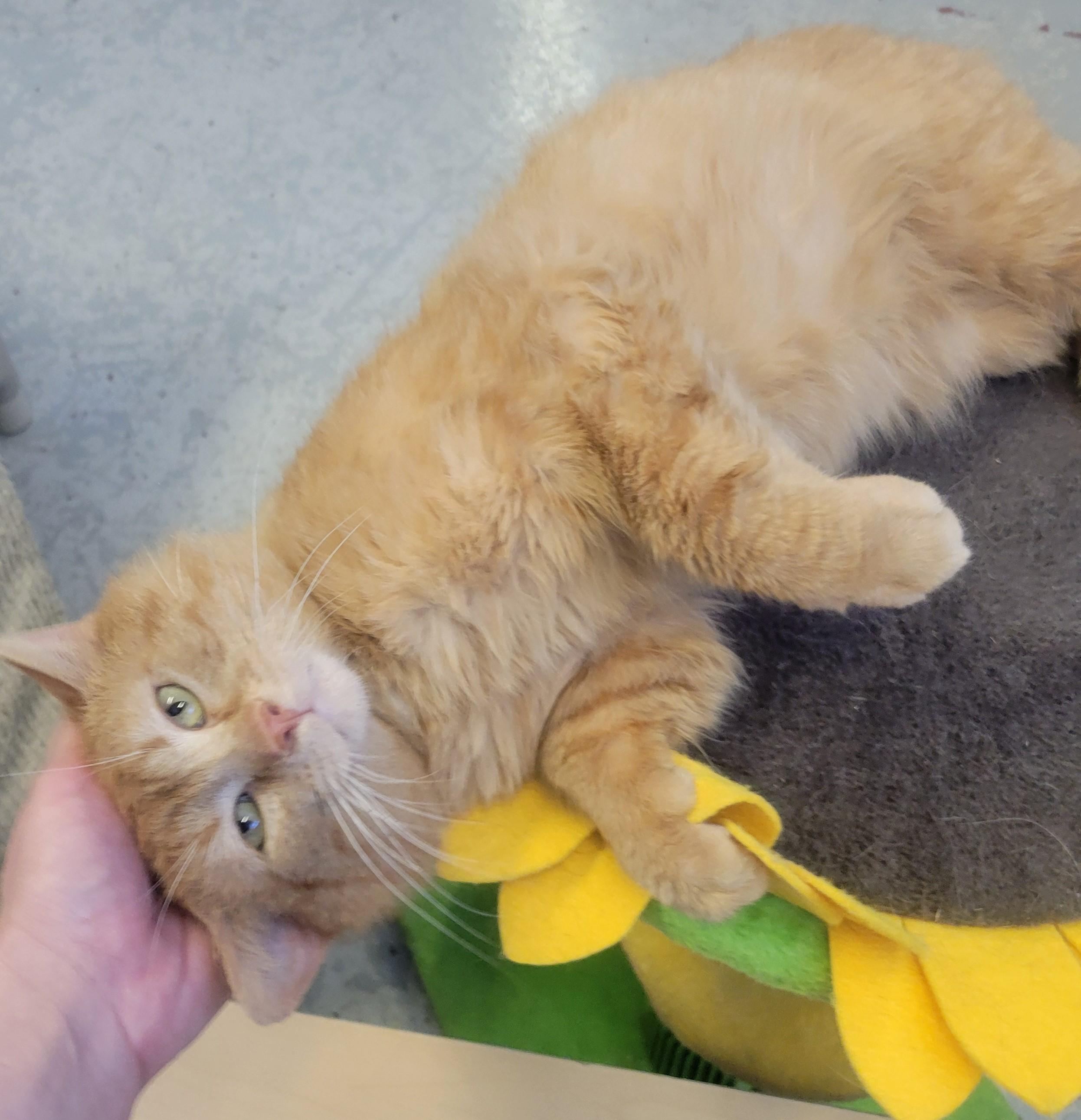 Simon, ADOPTABLE, Adult Male Domestic Short Hair.