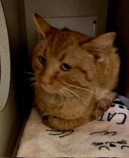 Enlarge Simon, a ADOPTABLE Domestic Short Hair in Mason City, IA image 3/3