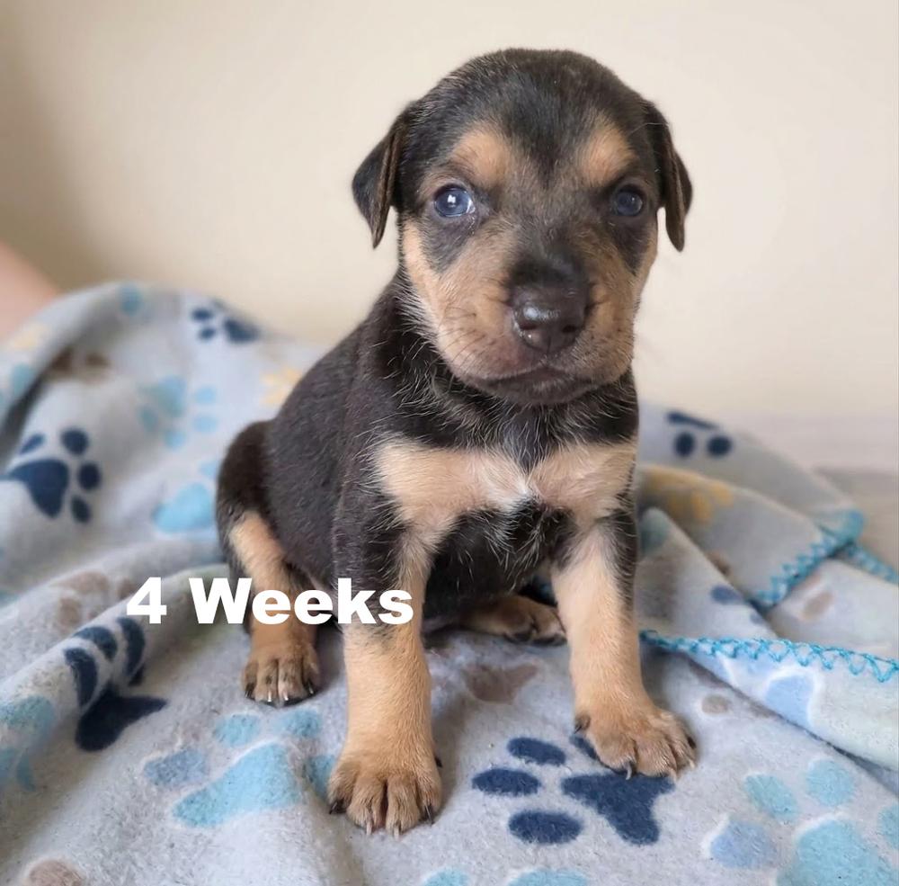 Enlarge Jay Lo, a Adoptable mixed breed in Crown Point, IN image 2/4