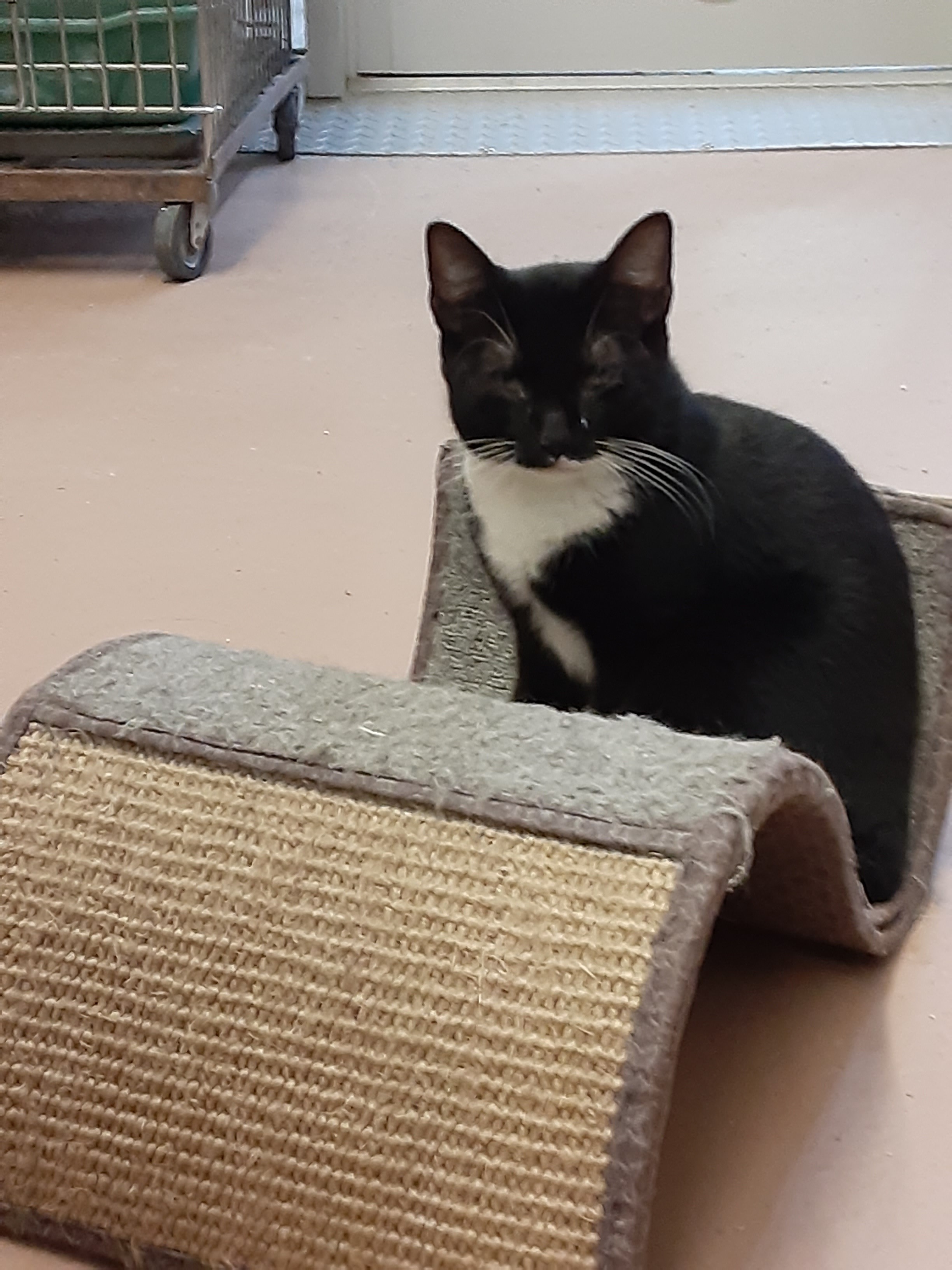 Char, a Adoptable Domestic Short Hair in Ulster, PA image 1/6