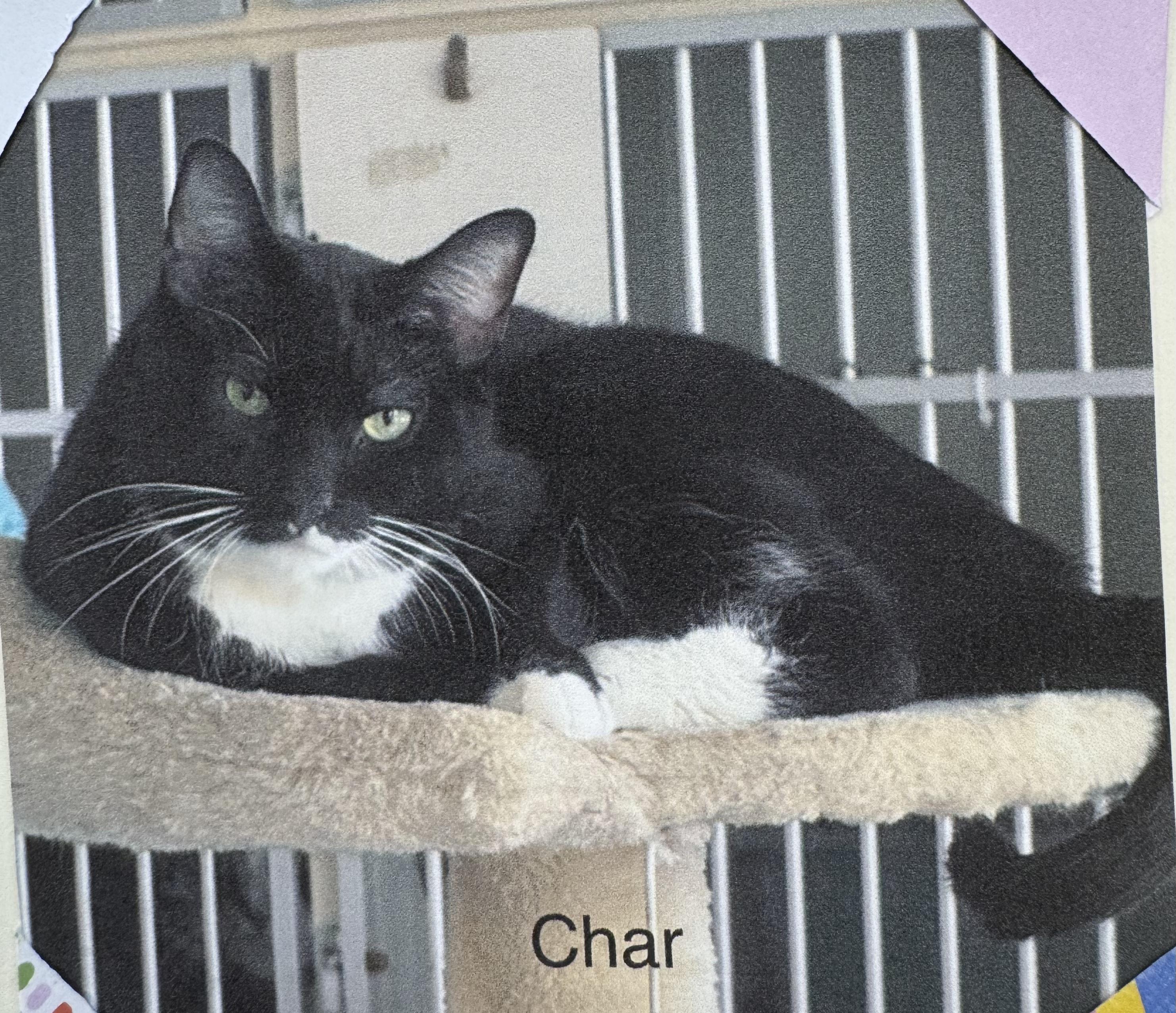 Char, Adoptable, Adult Female Domestic Short Hair.