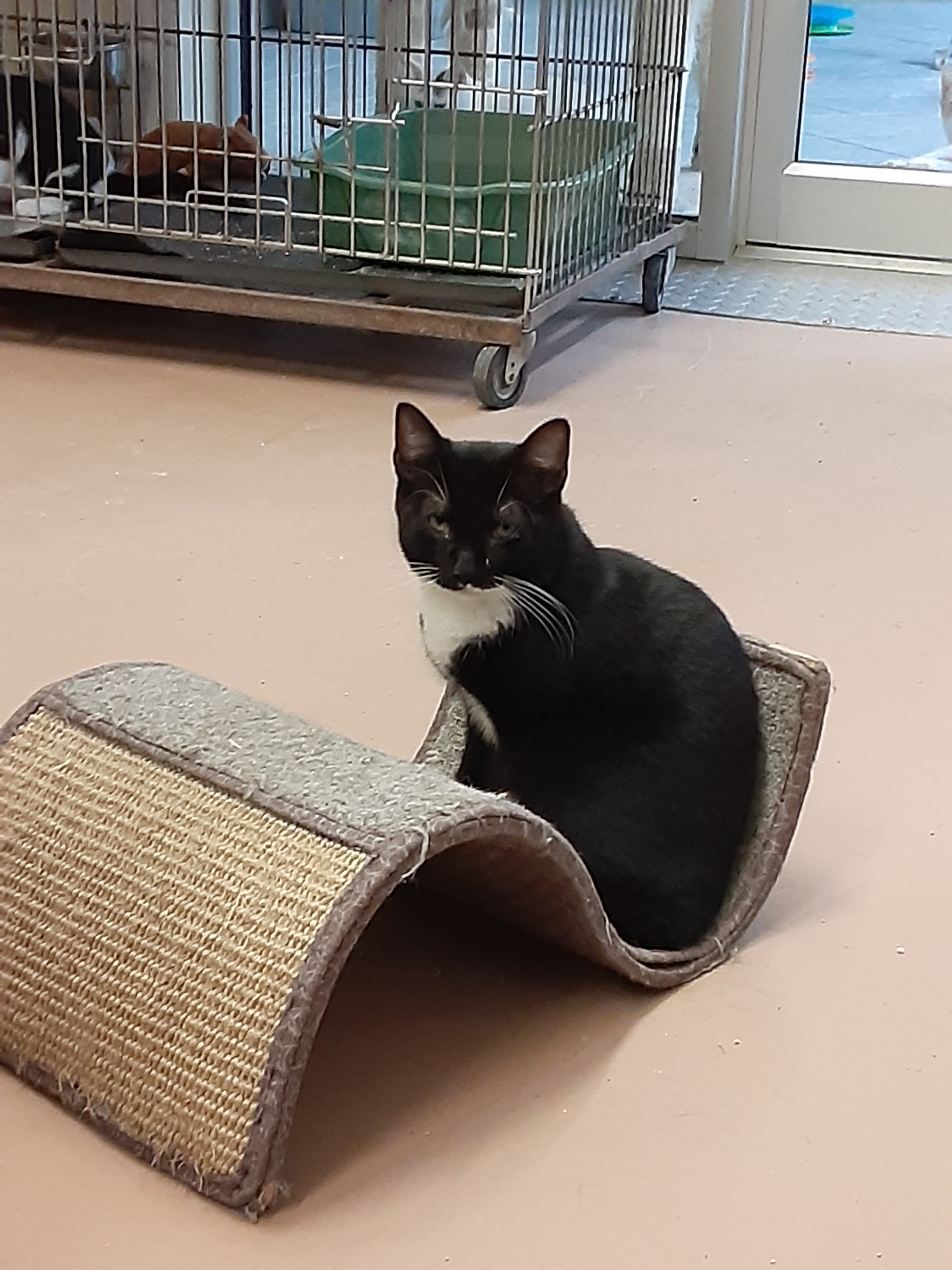 Char, a Adoptable Domestic Short Hair in Ulster, PA image 2/6