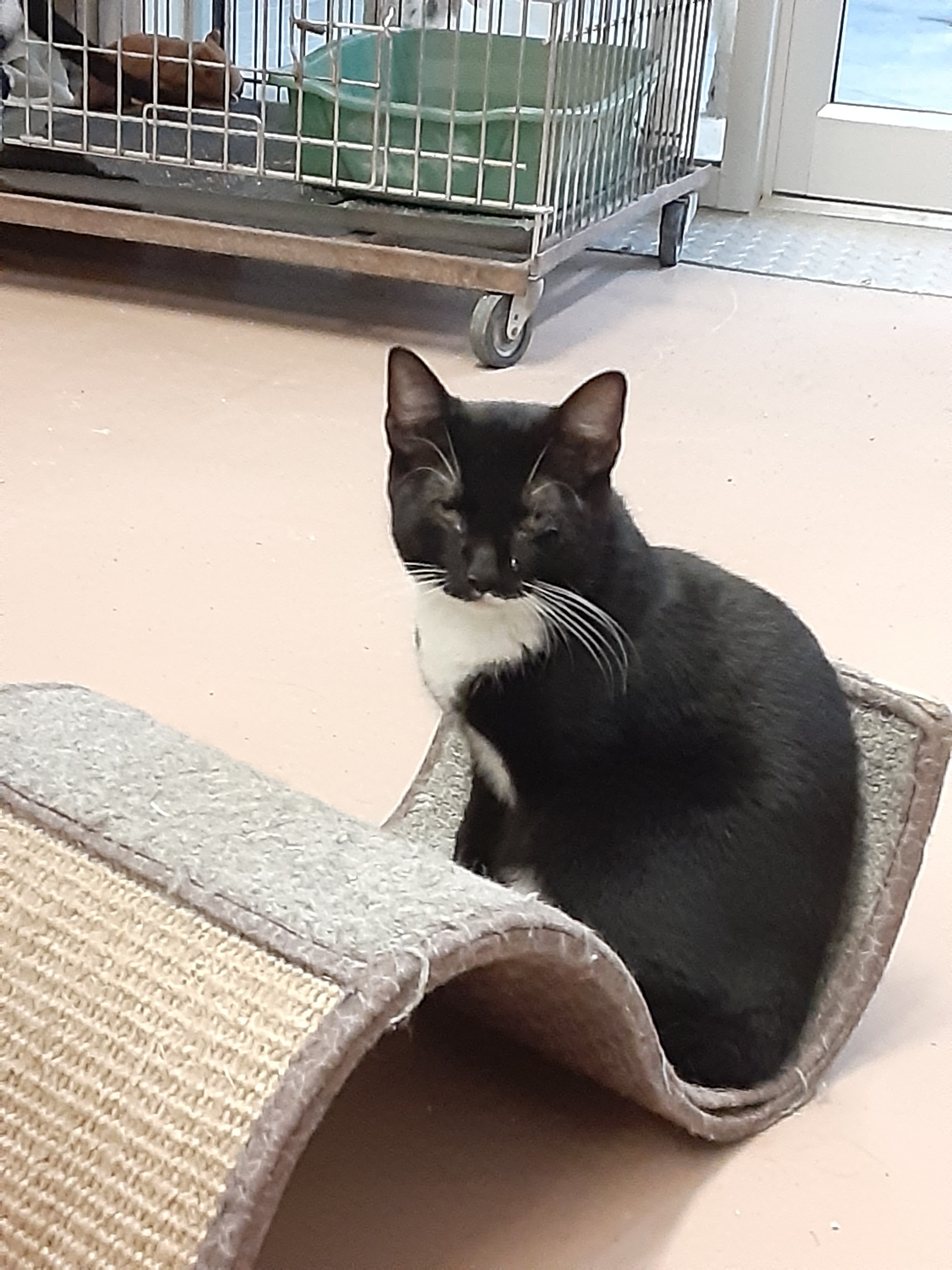 Char, a Adoptable Domestic Short Hair in Ulster, PA image 3/6