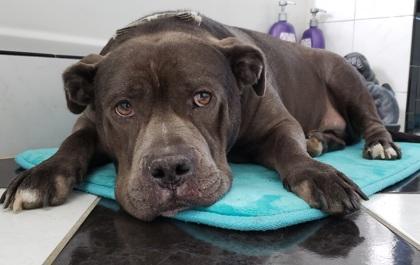 Creed, a Adoptable mixed breed in Wantagh, NY image 1/3