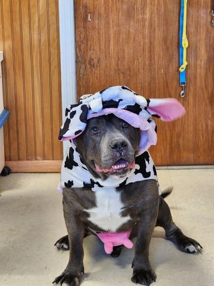 Creed, Adoptable, Senior Male Terrier & Mixed Breed.